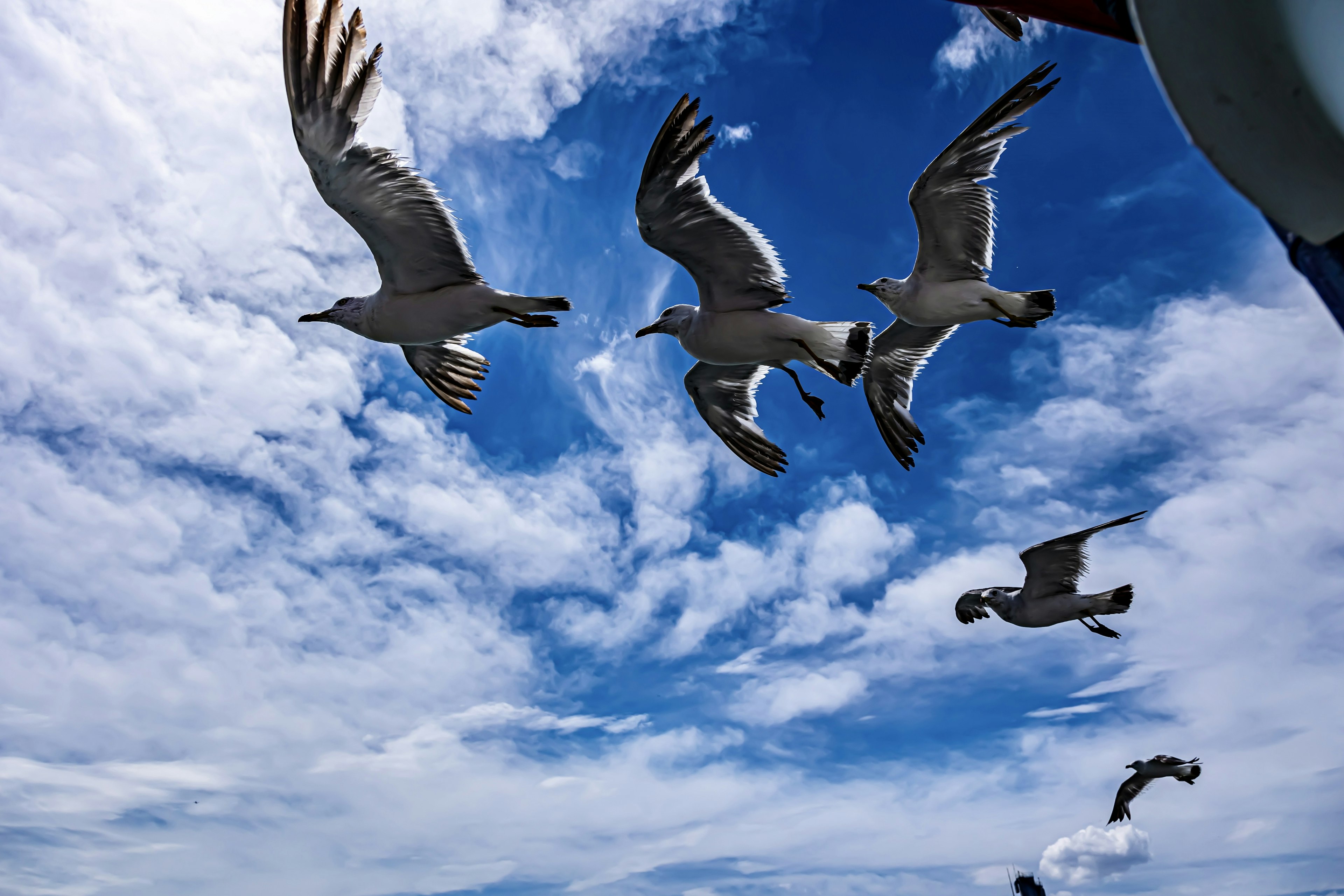 Eine Gruppe von Vögeln, die gegen einen blauen Himmel fliegen