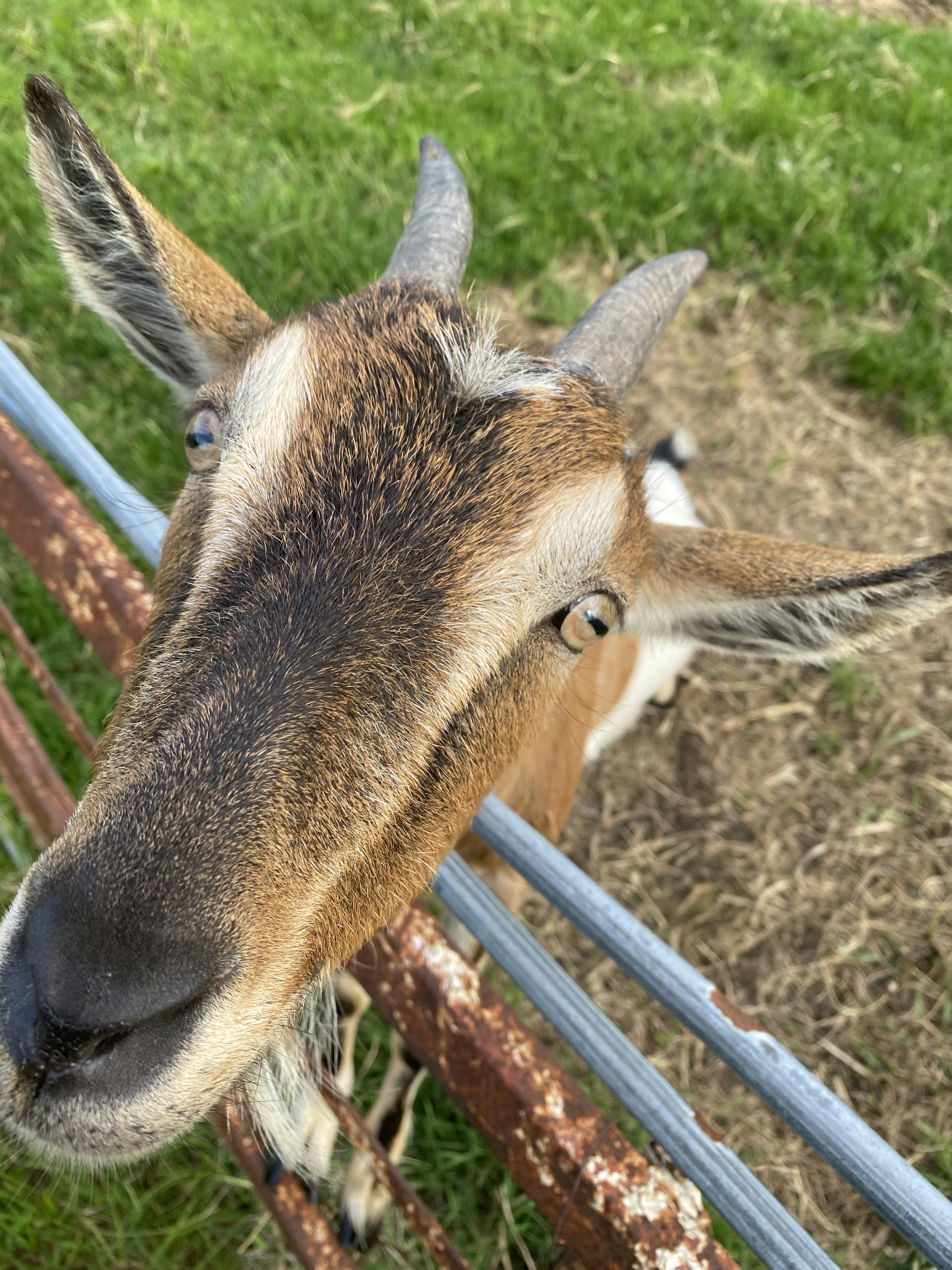 Close-up of a goat's face with horns and inquisitive expression