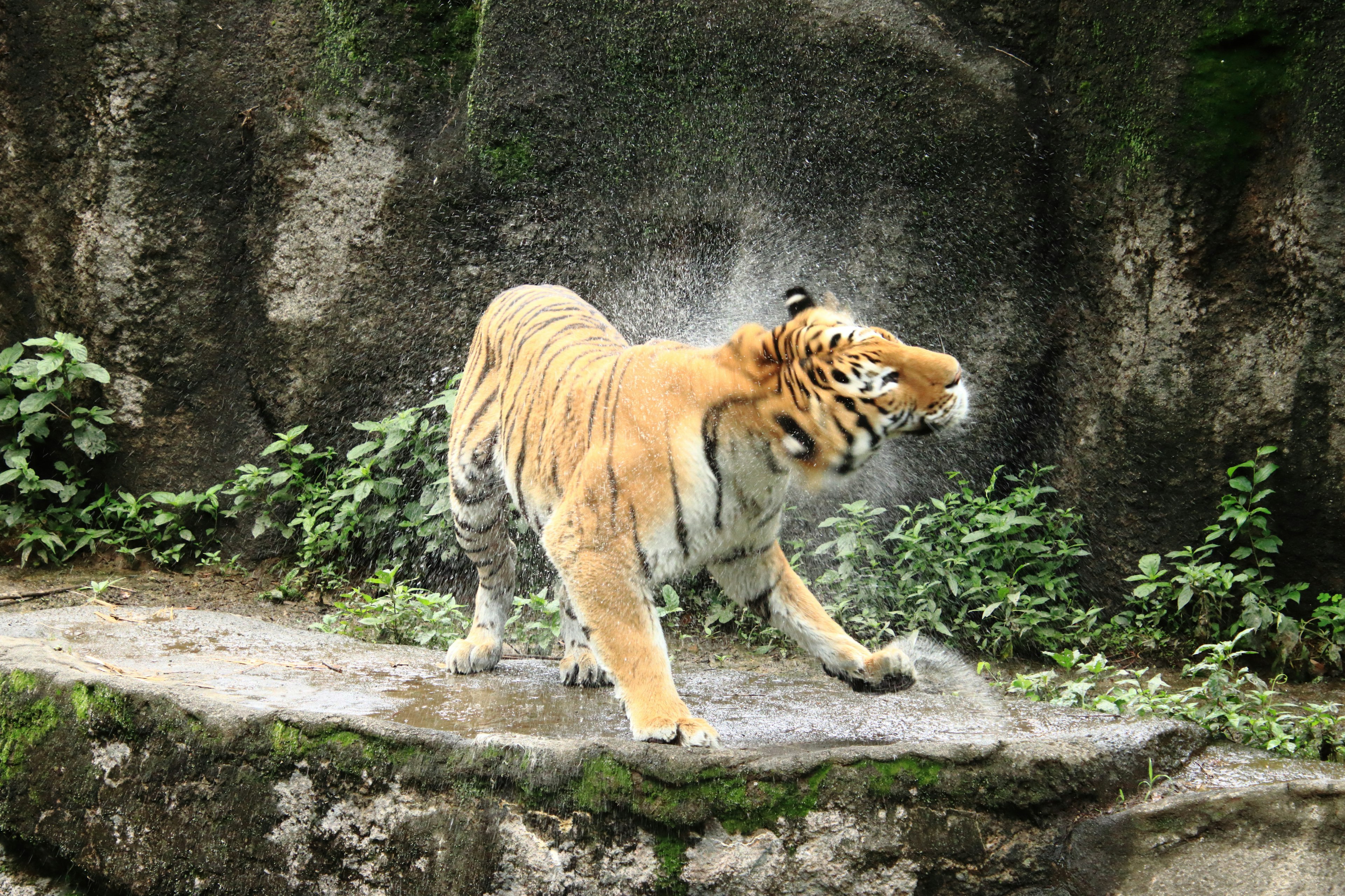 Una tigre che scuote l'acqua in un ambiente verdeggiante