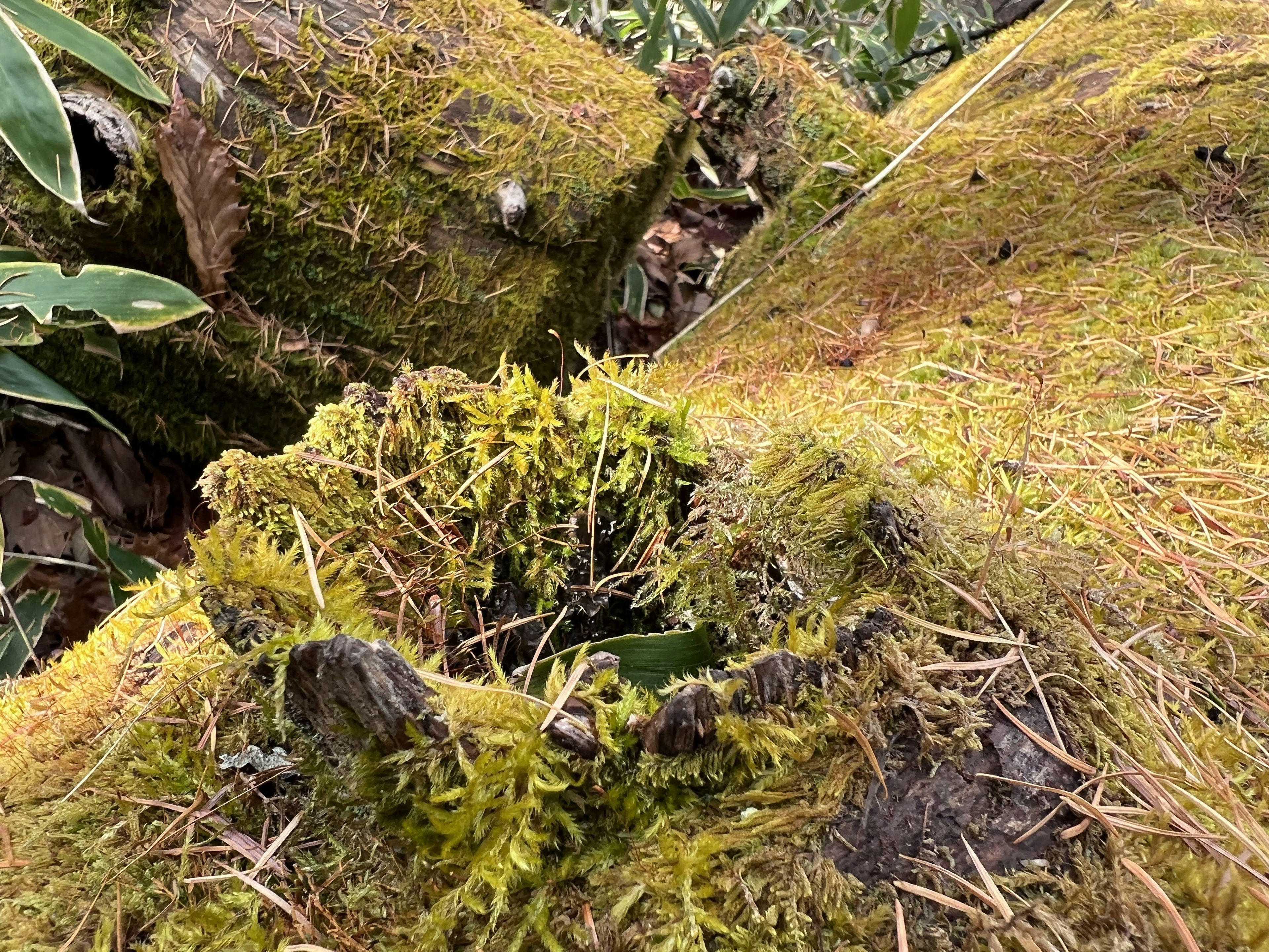 Gros plan d'une souche d'arbre couverte de mousse montrant la verdure environnante et les textures naturelles