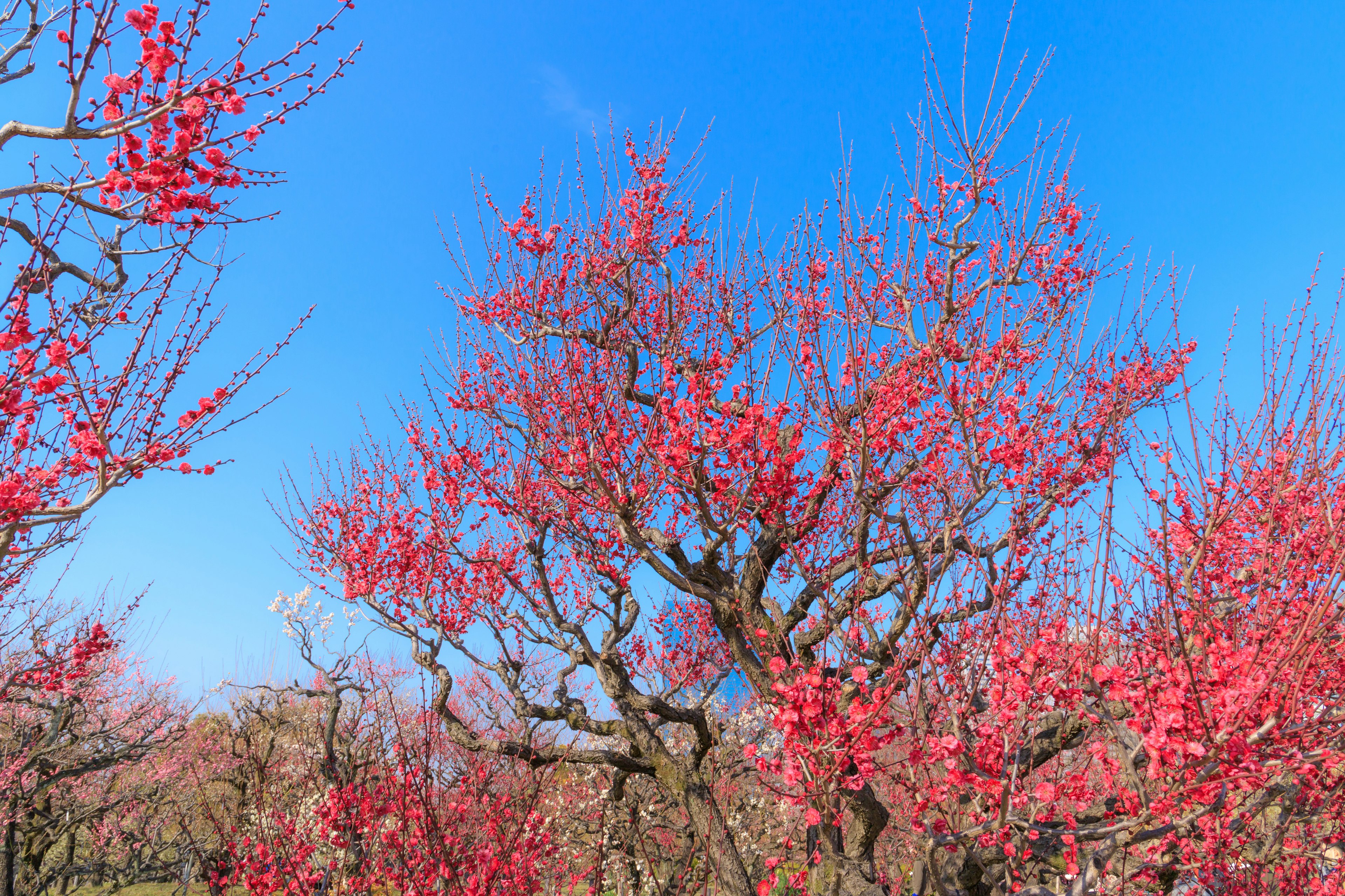 Pohon plum yang berbunga di bawah langit biru cerah