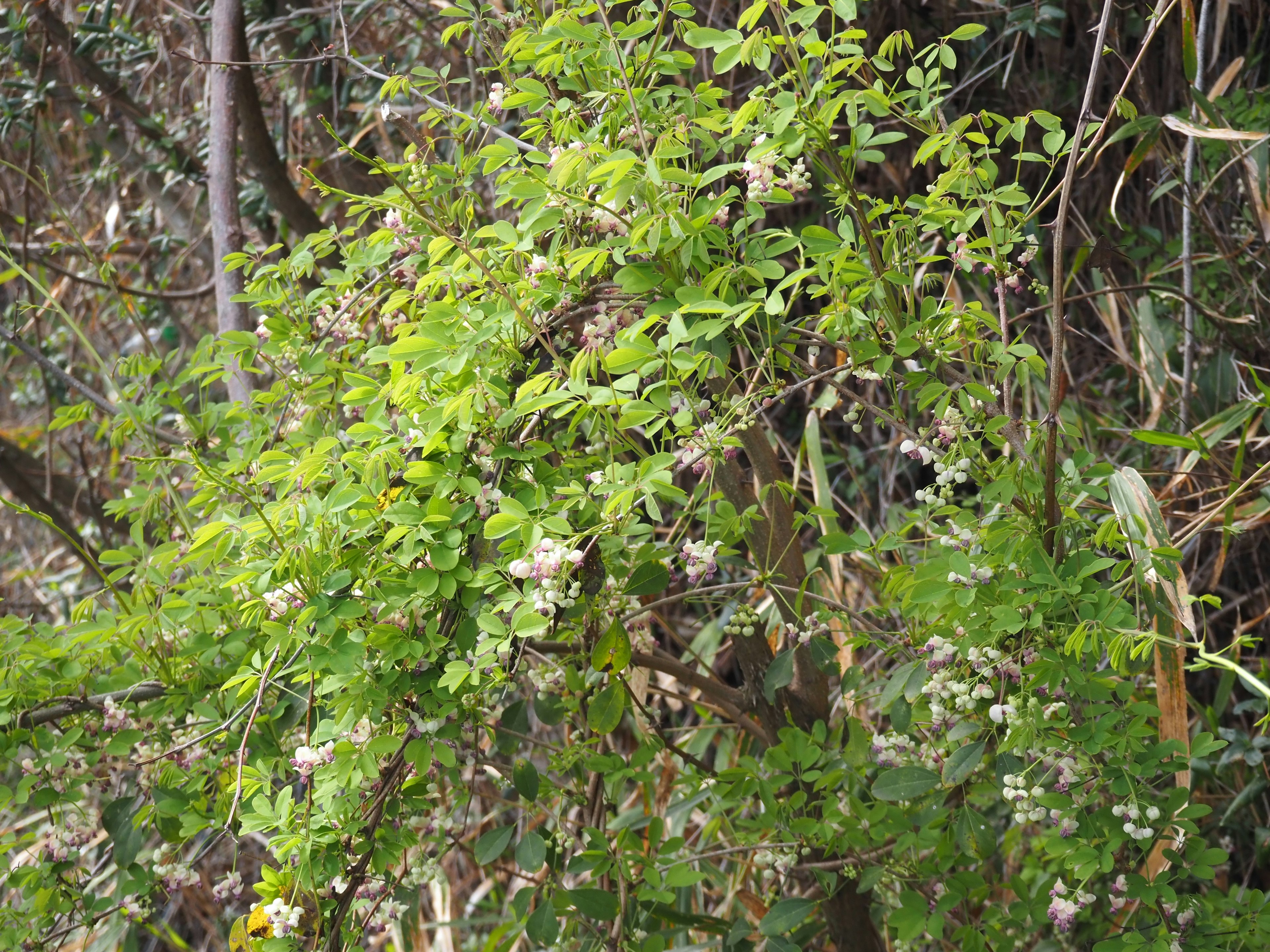 Close-up of lush green leaves with delicate flowers in the background