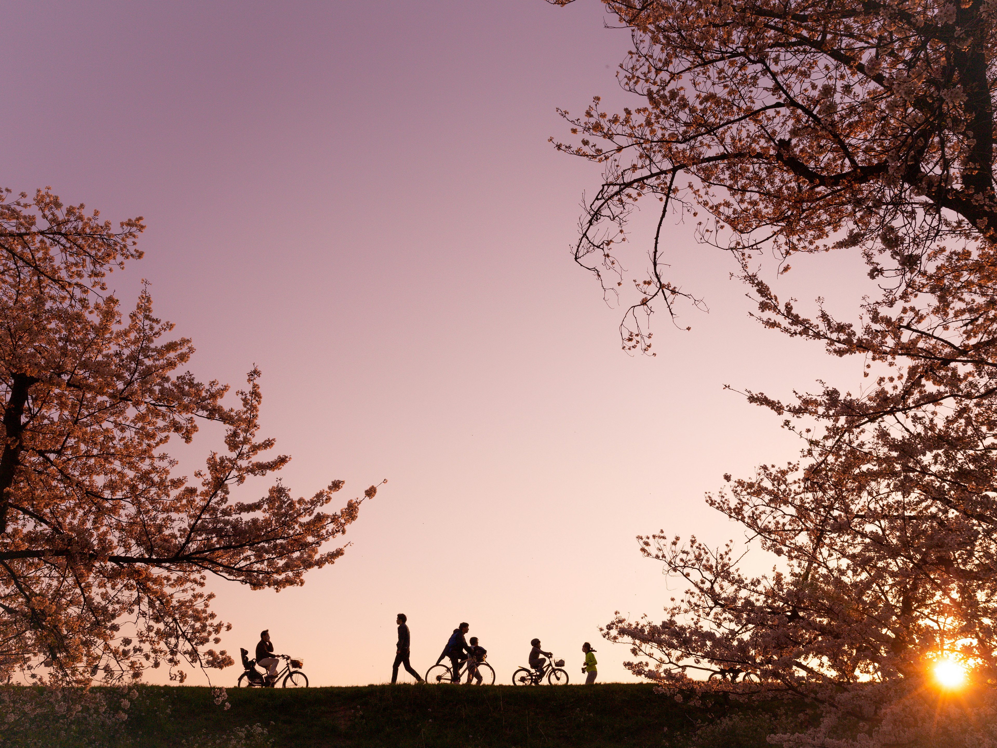 Silhouette of people riding bicycles under cherry blossom trees at sunset