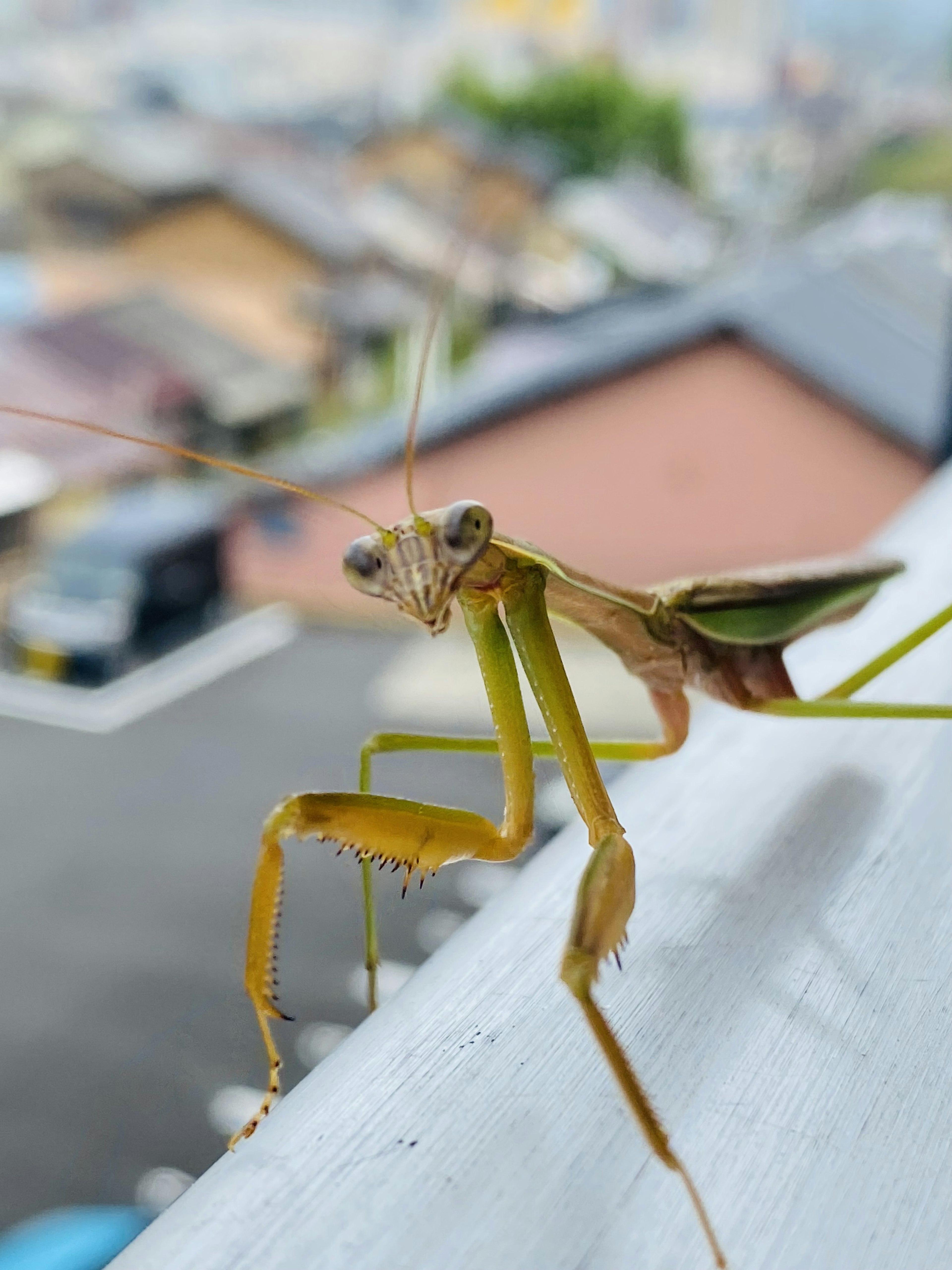 초록색 praying mantis가 외부 난간에 앉아 있고 배경에는 교외가 있다