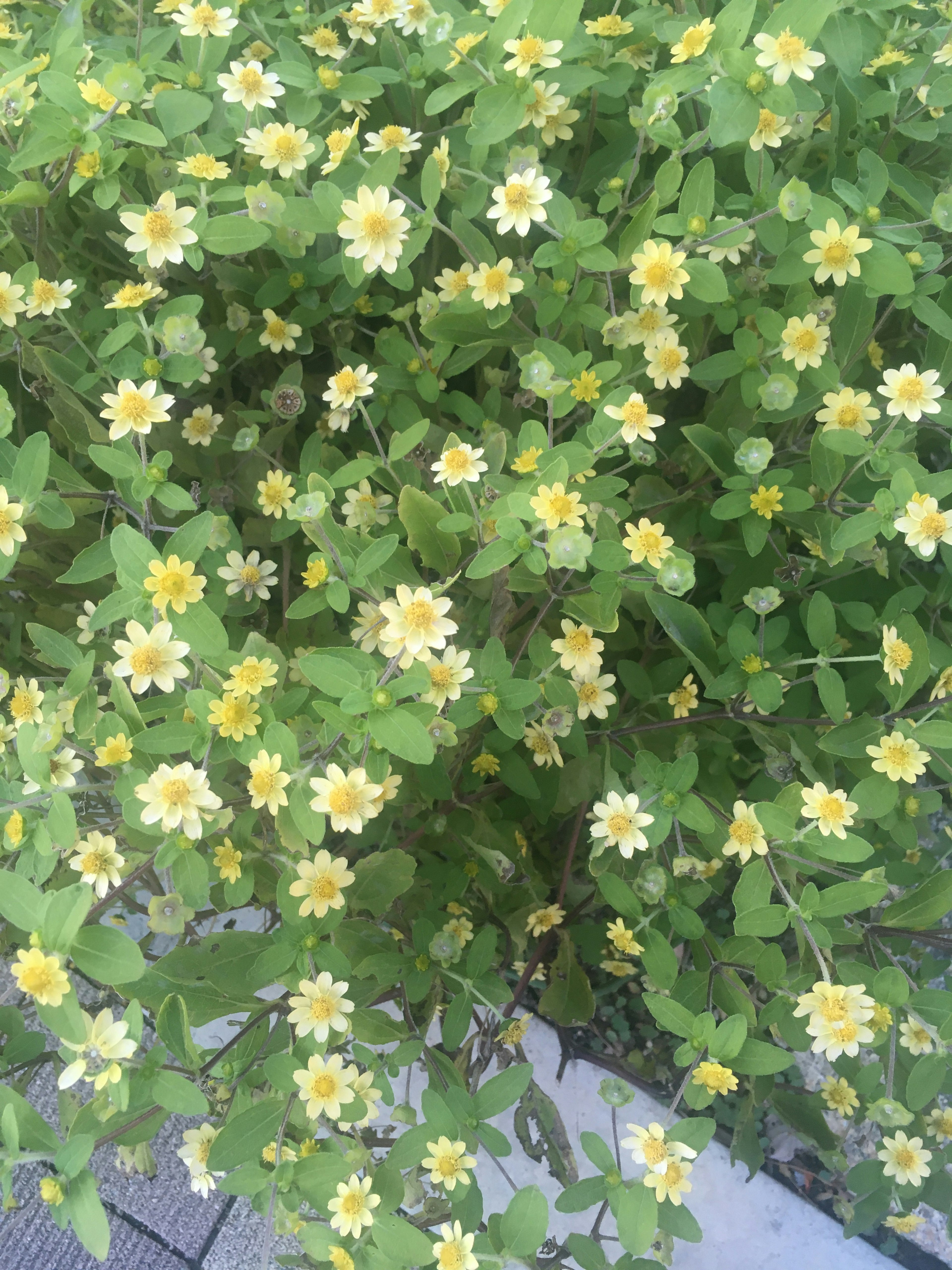 Vogelperspektive auf eine grüne Pflanze mit gelben Blumen