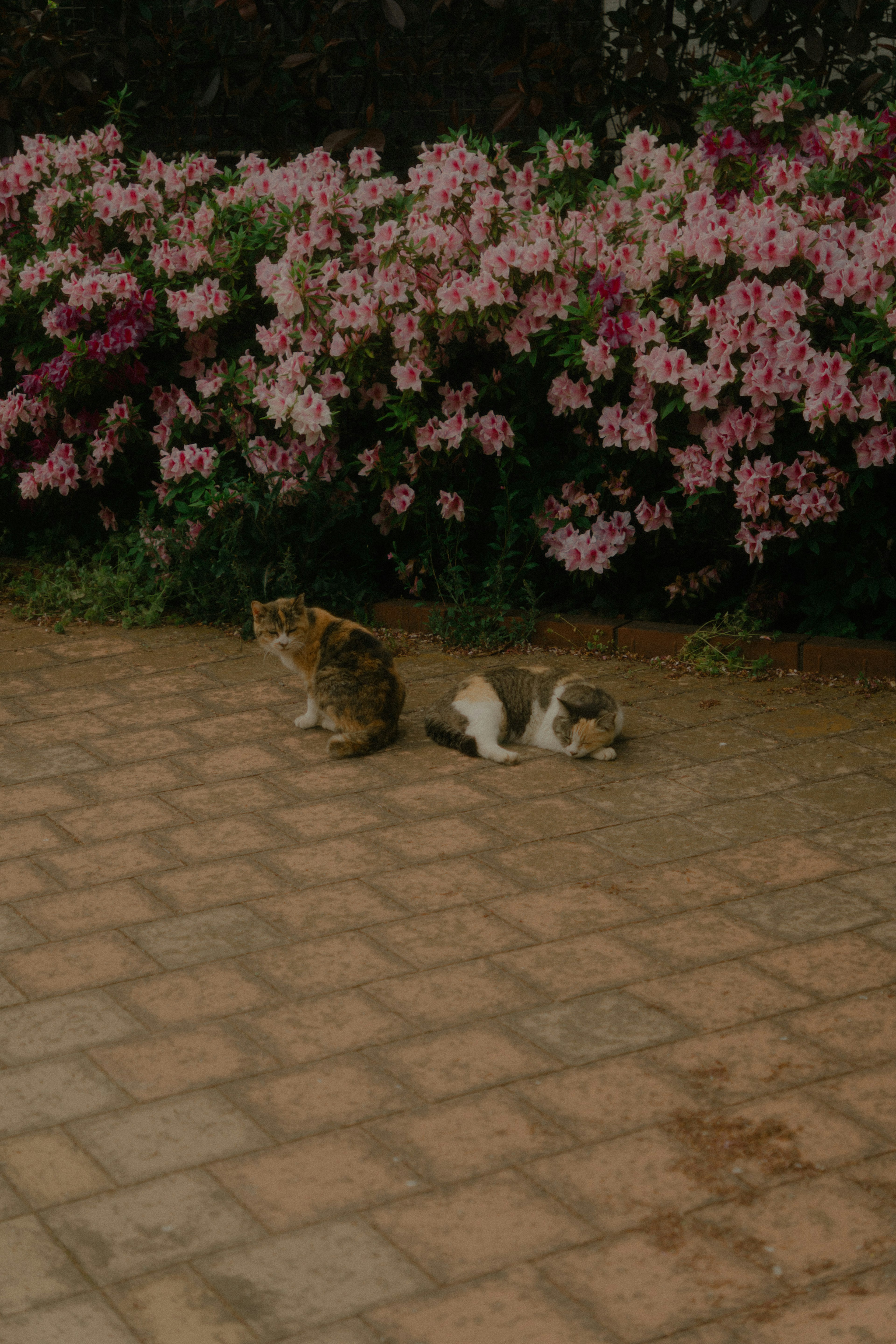 Dos gatos relajándose frente a flores en flor