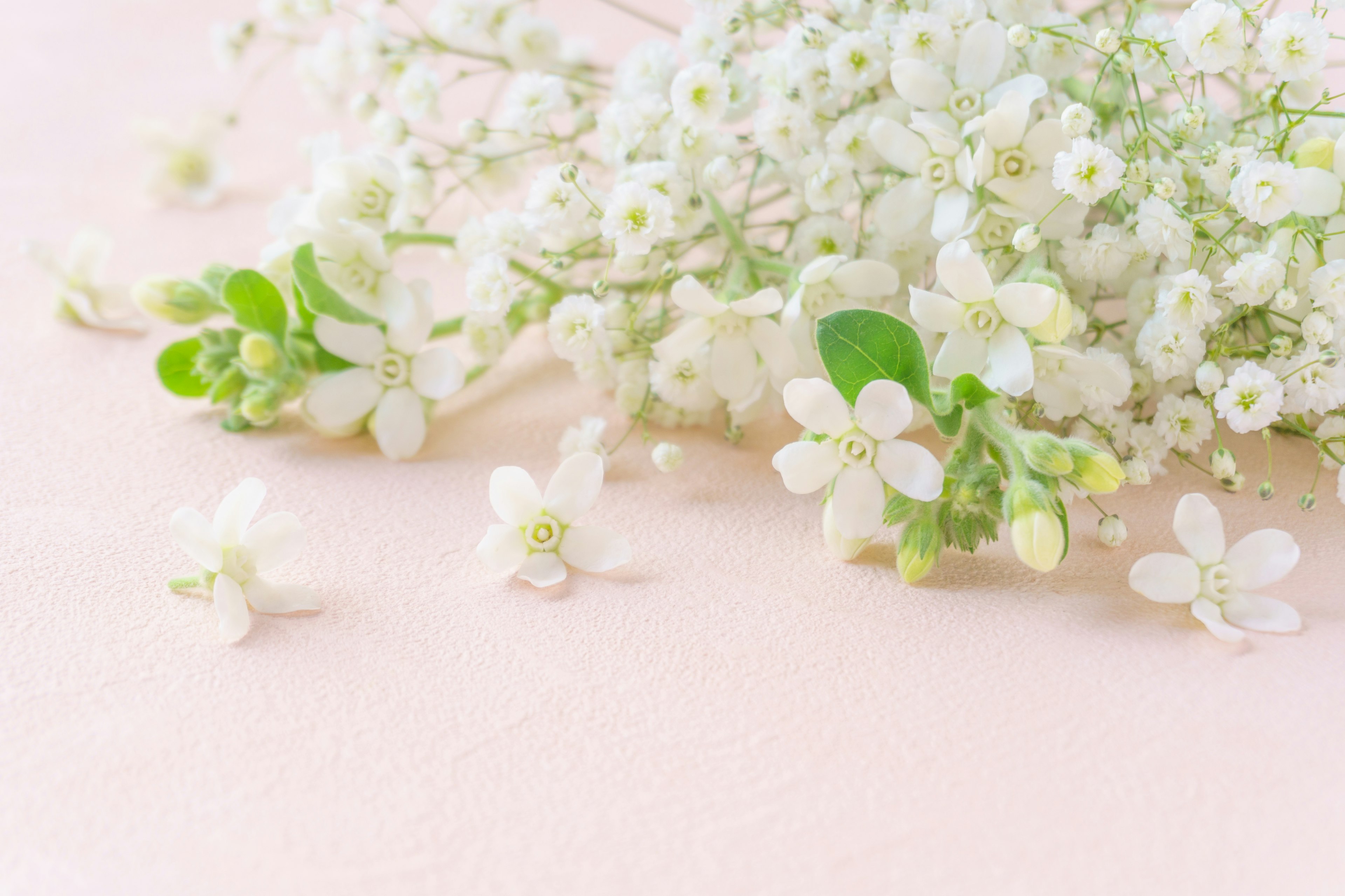 A cluster of small white flowers and green leaves on a soft pink background