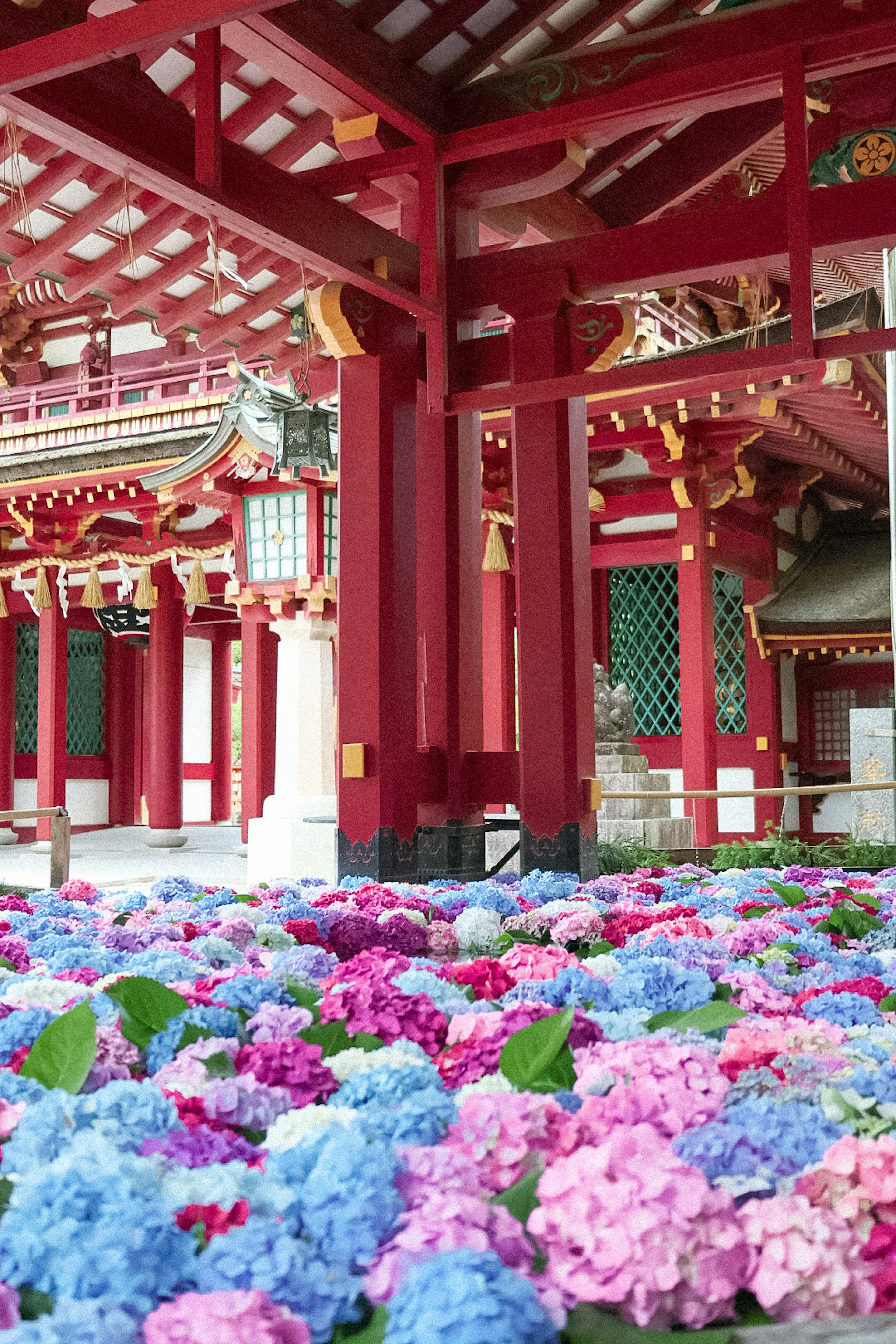 Vista escénica de vibrantes hortensias de varios colores con una estructura de templo rojo