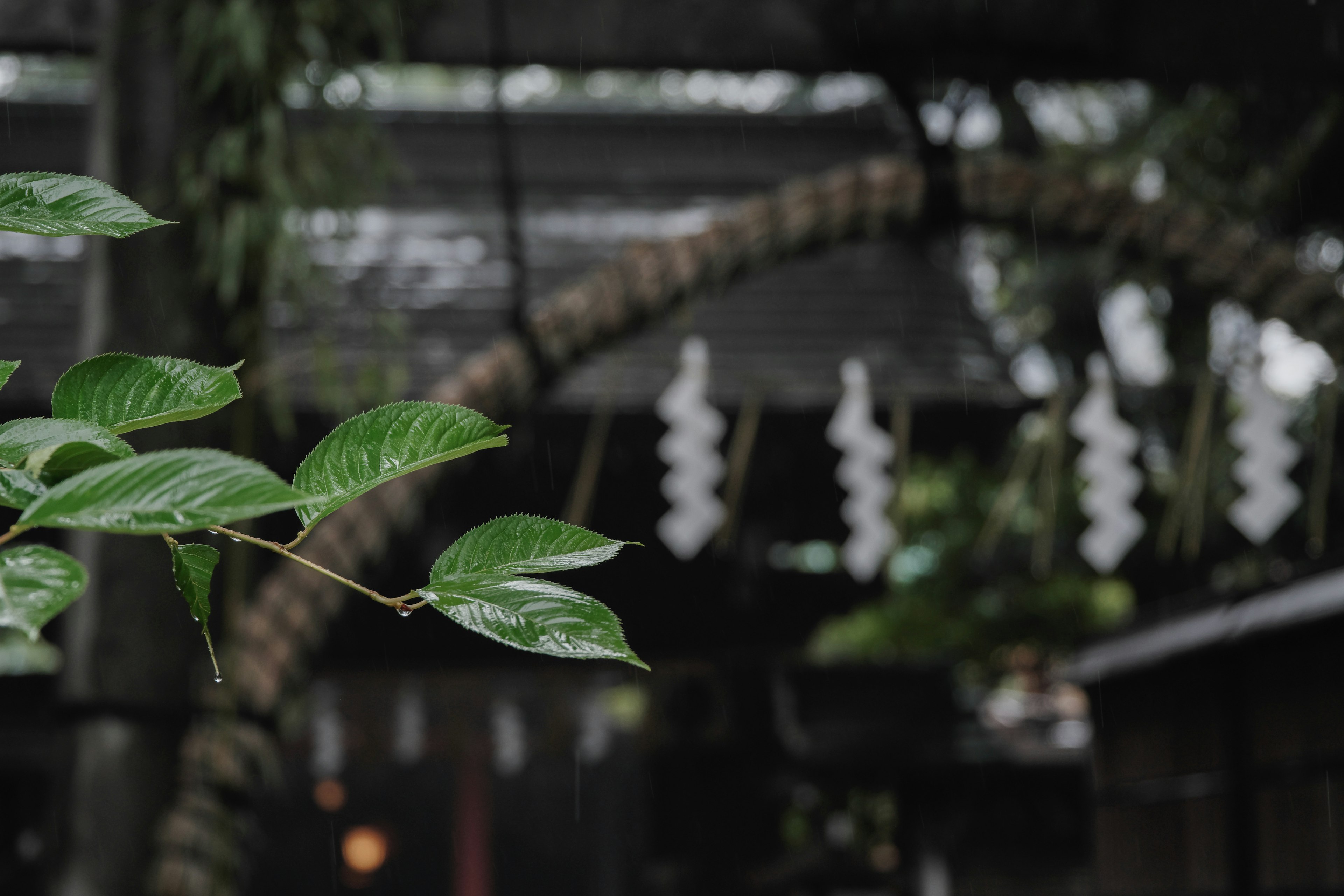 Daun hijau dengan dekorasi putih di taman tradisional Jepang