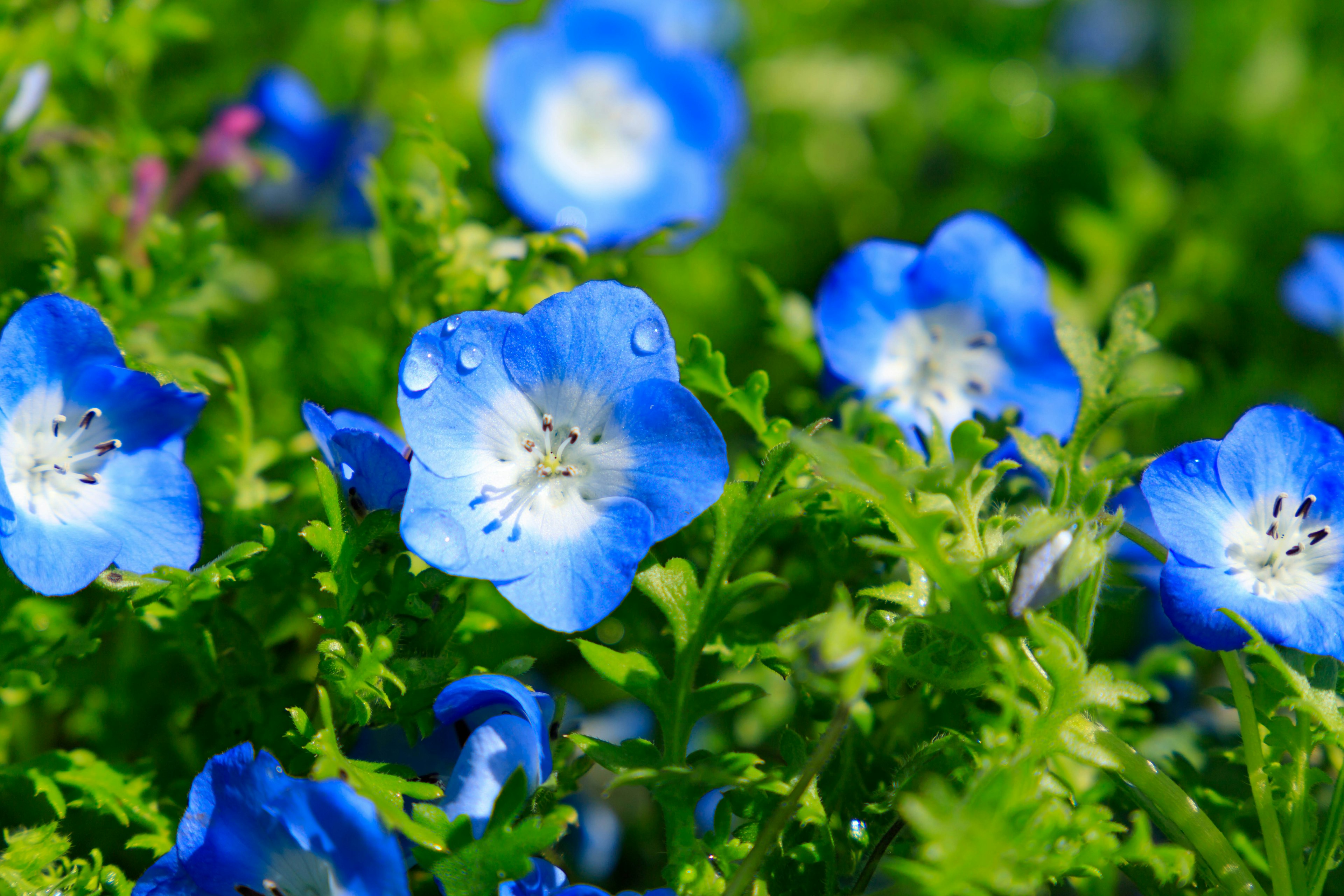 Blue flowers blooming in a green background