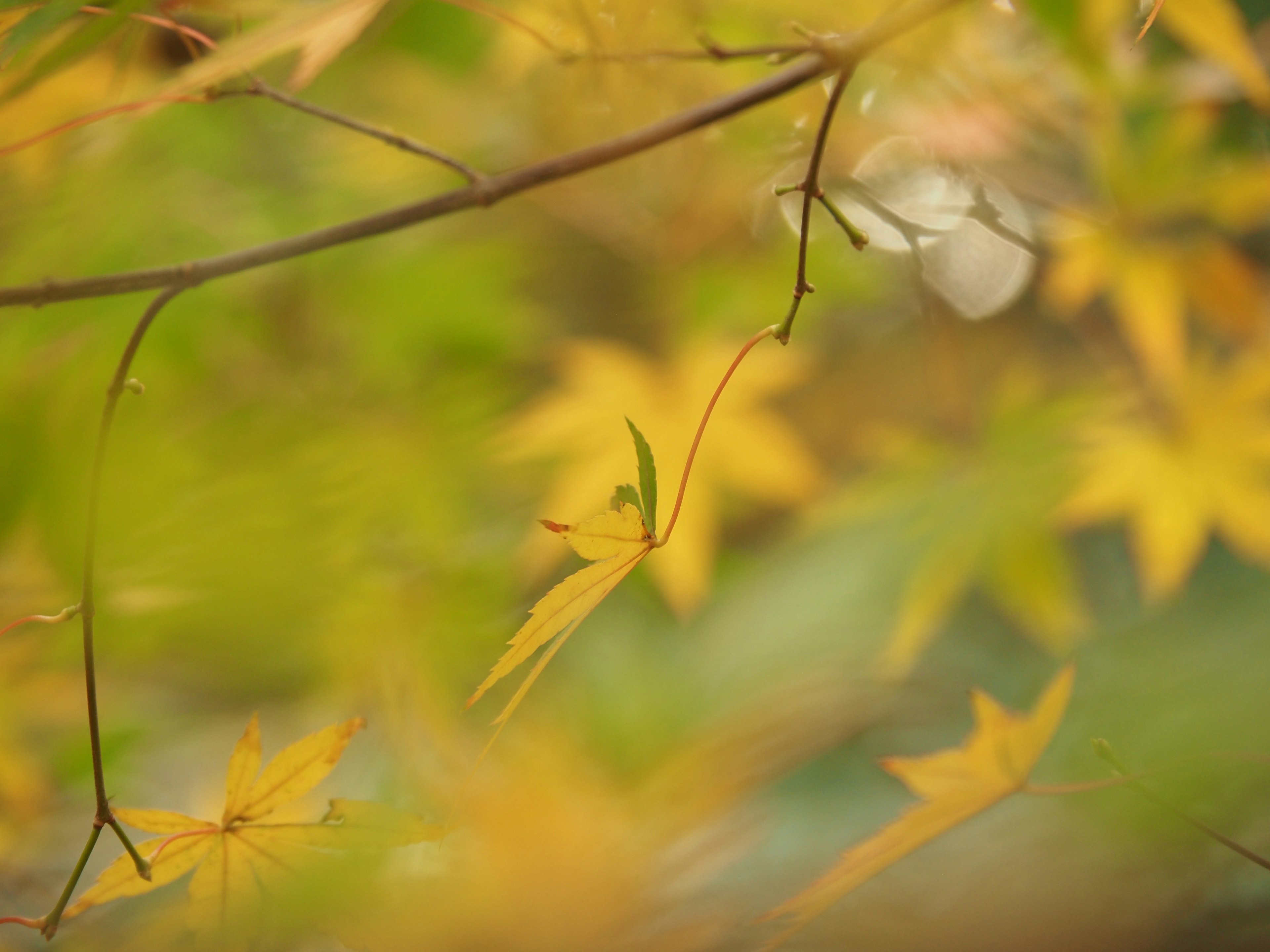 Foglie gialle d'autunno su uno sfondo sfocato