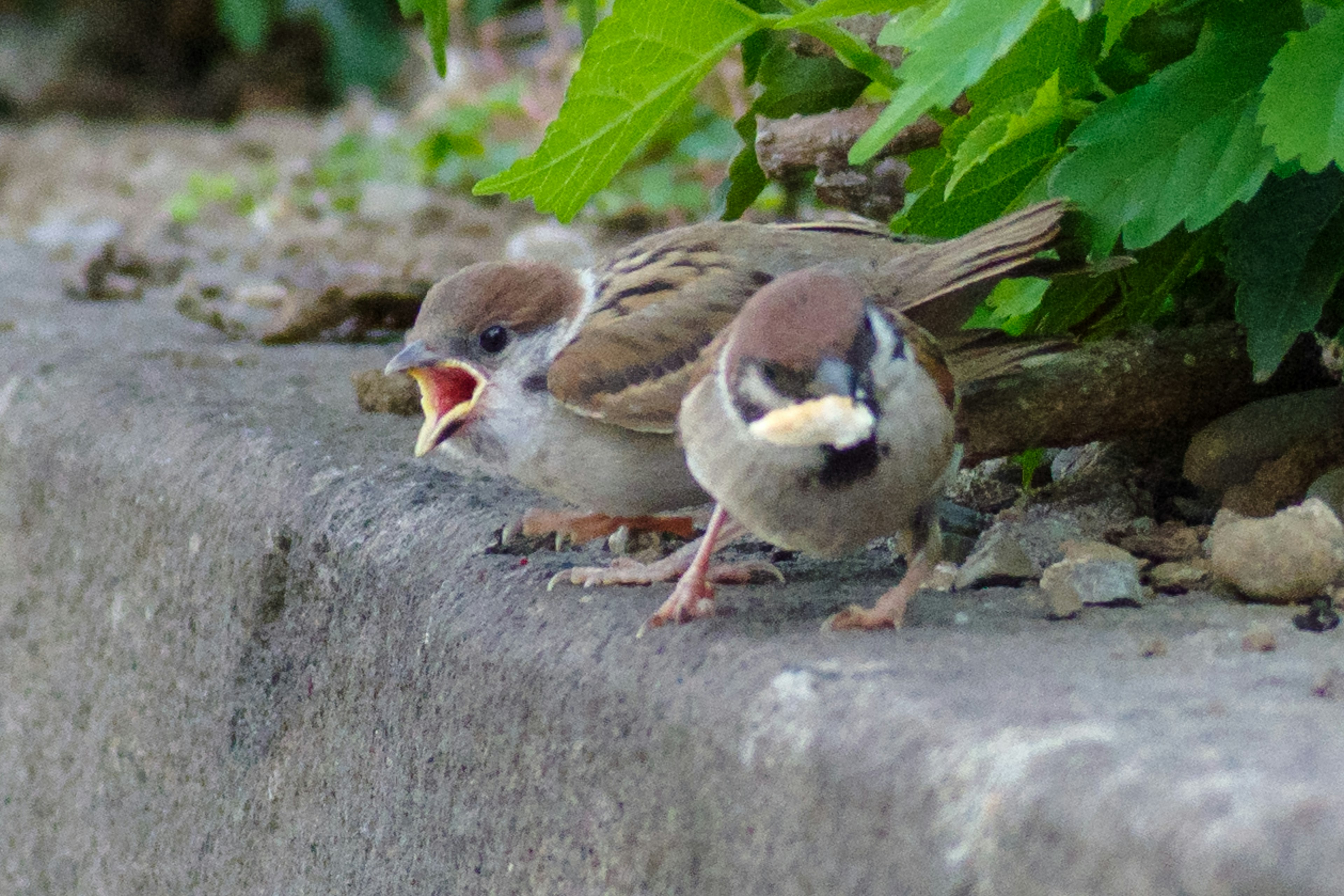 Two sparrows standing on a stone one is opening its mouth