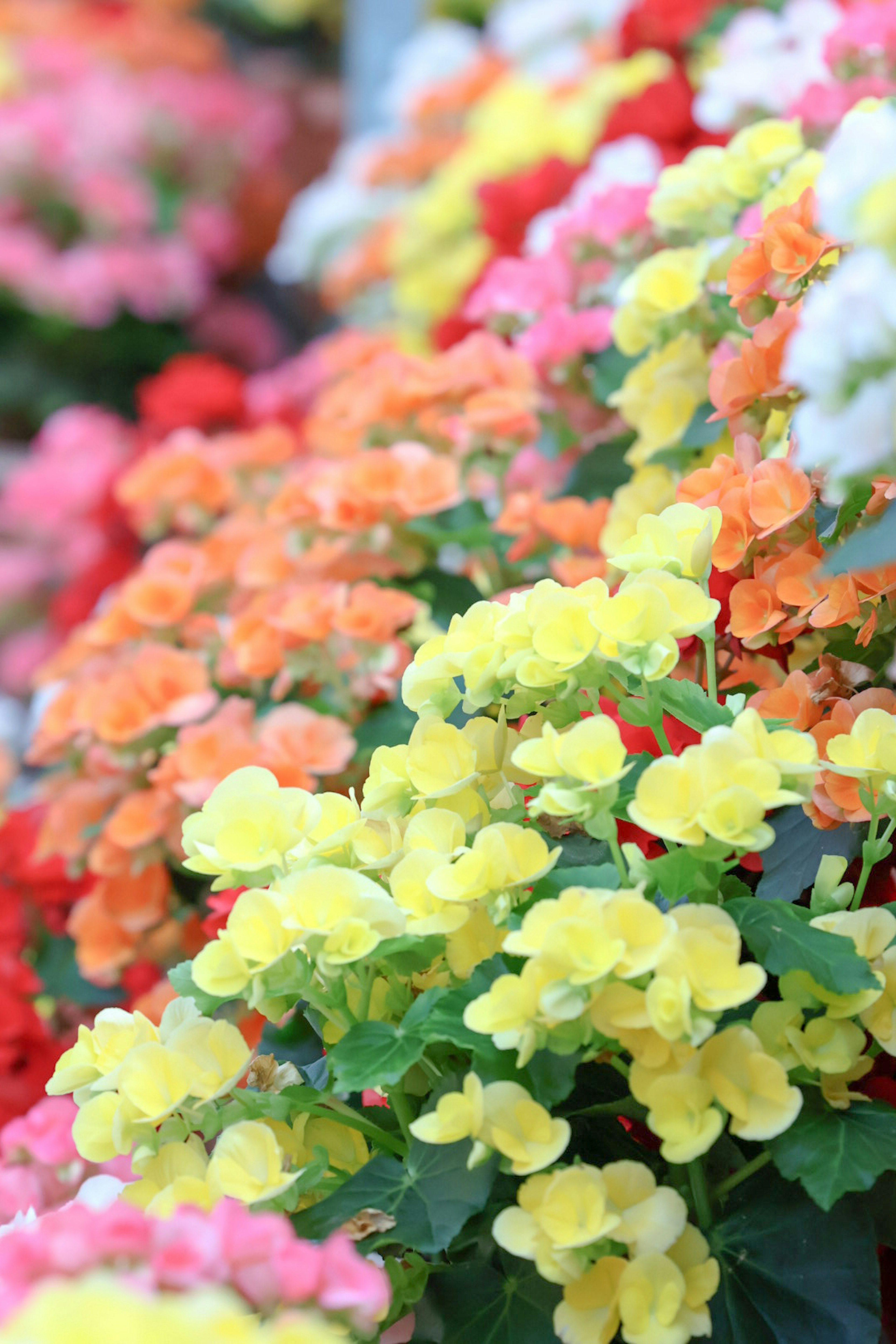 Una vivace varietà di fiori di begonia di vari colori