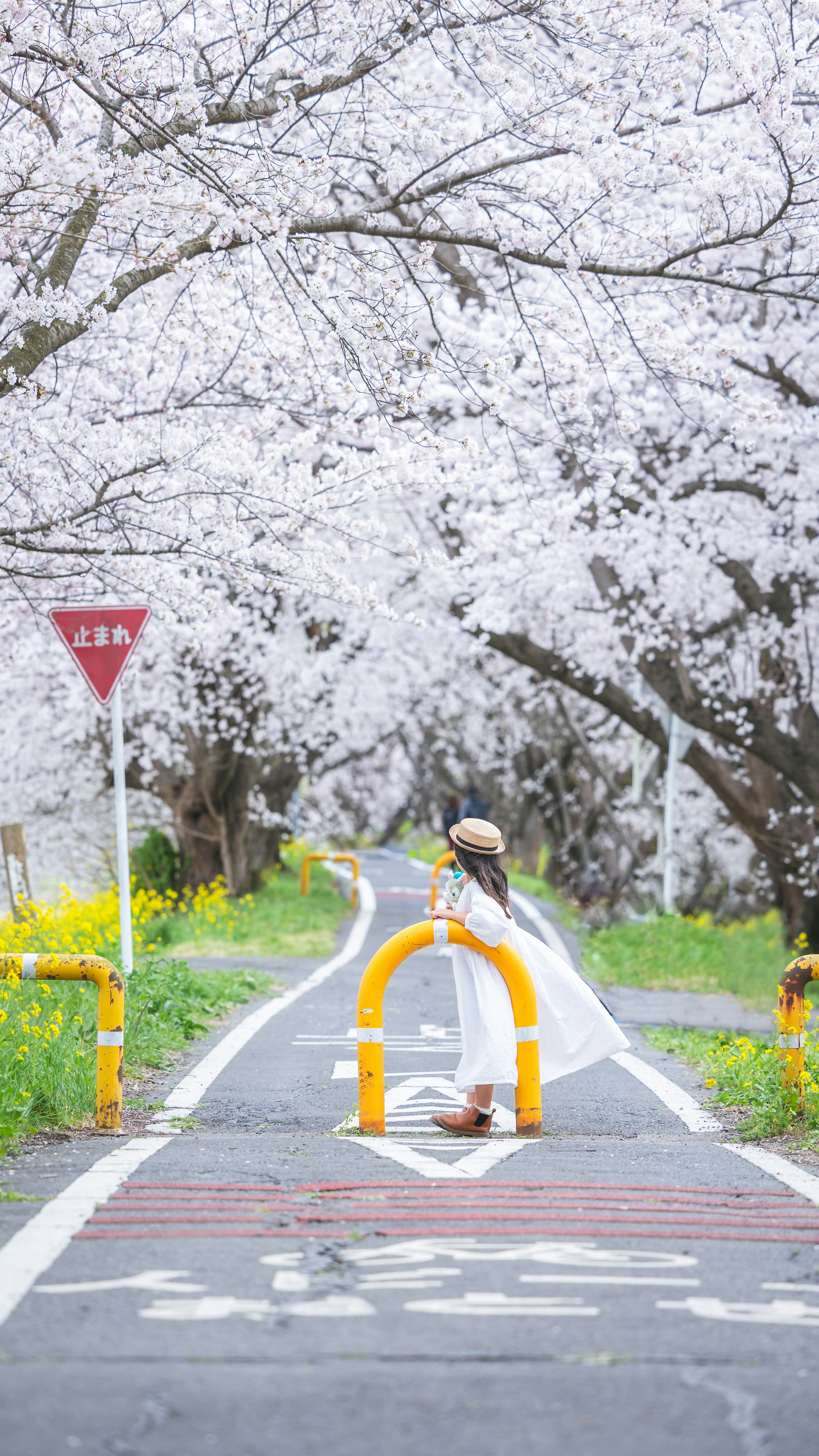 桜の木々に囲まれた道を歩く女性 白い服と帽子を着用