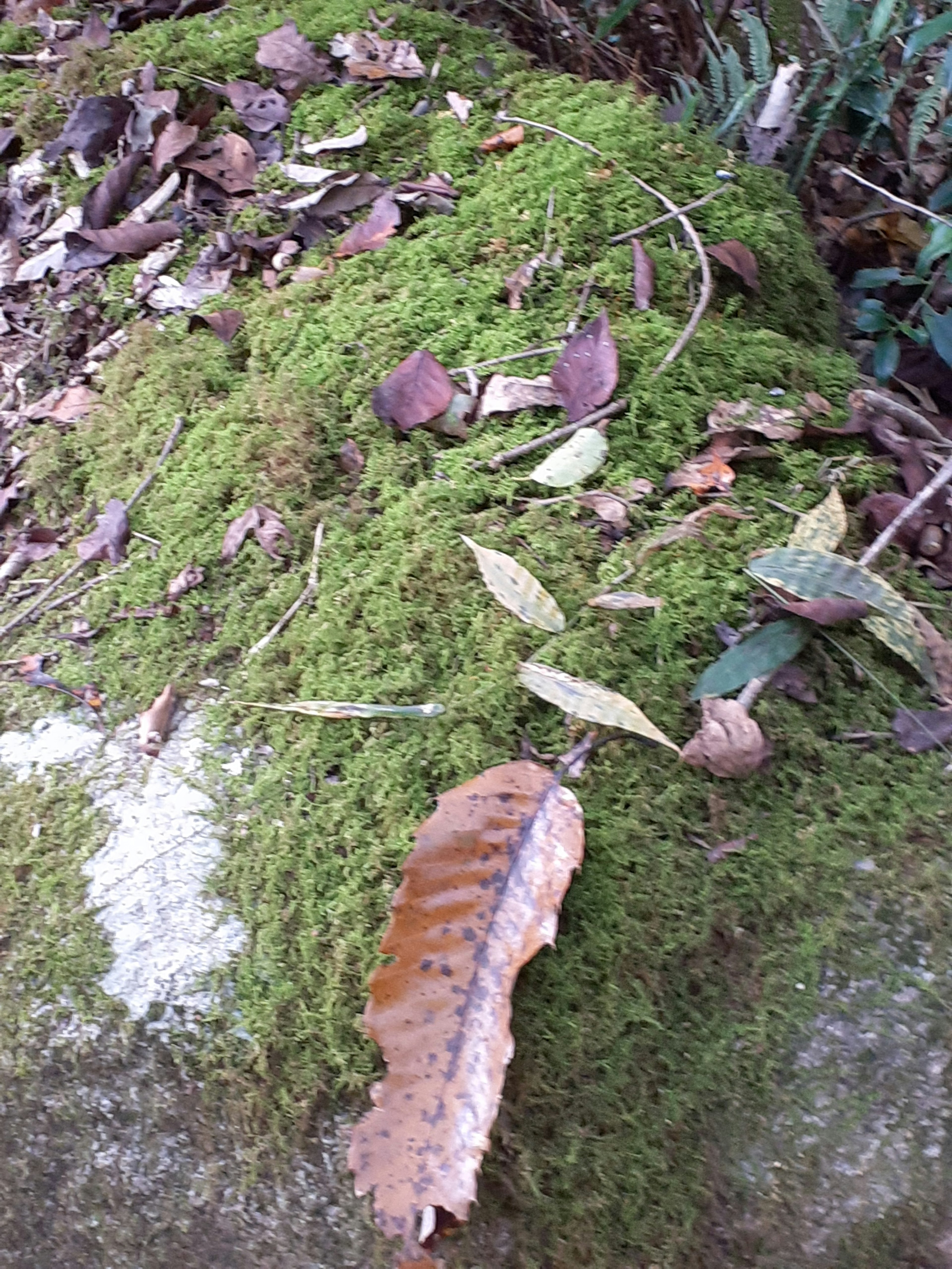 Batu yang tertutup lumut dengan daun-daun berserakan dalam nuansa tanah