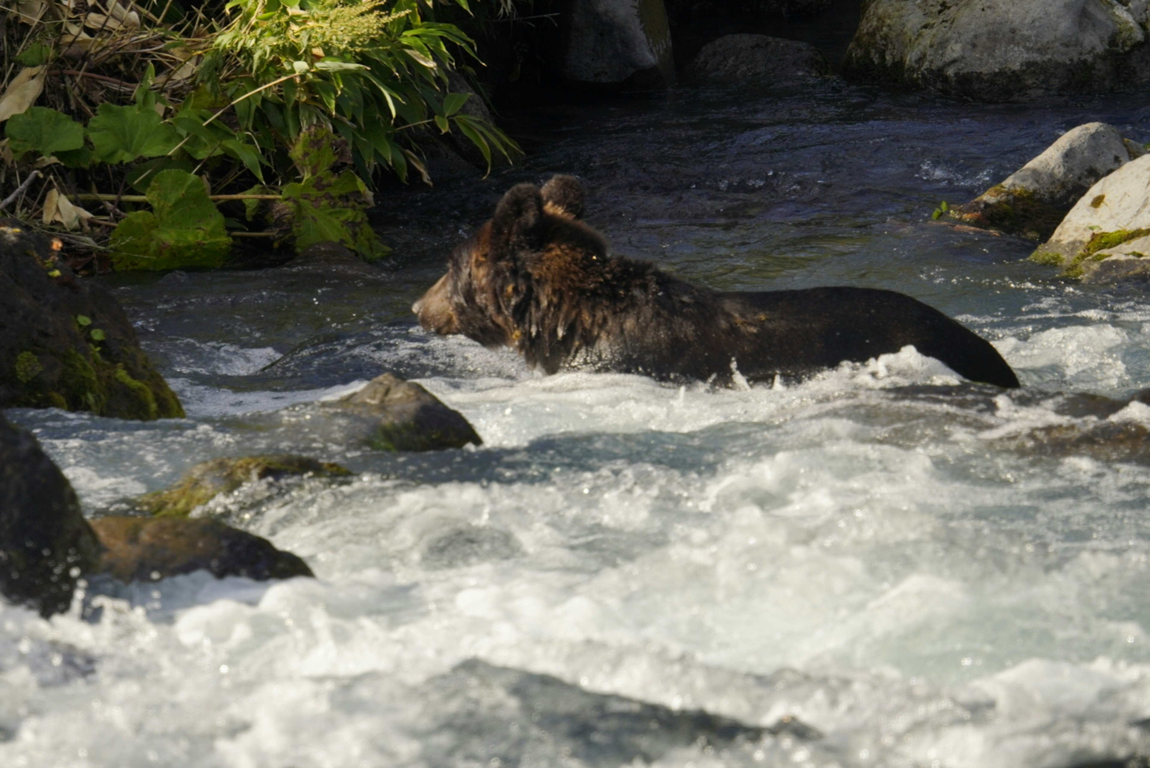 Un orso che attraversa un fiume circondato da rocce e vegetazione