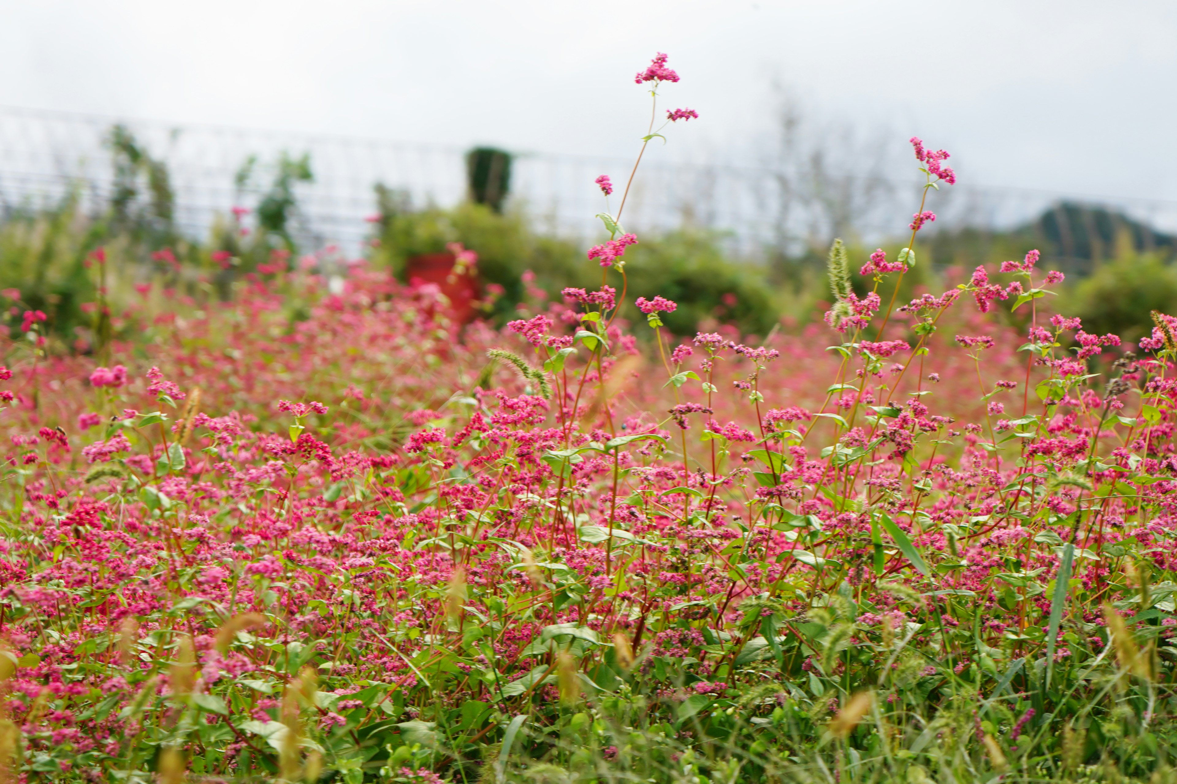 Un campo di fiori colorati con fiori rosa prominenti e erba verde sullo sfondo