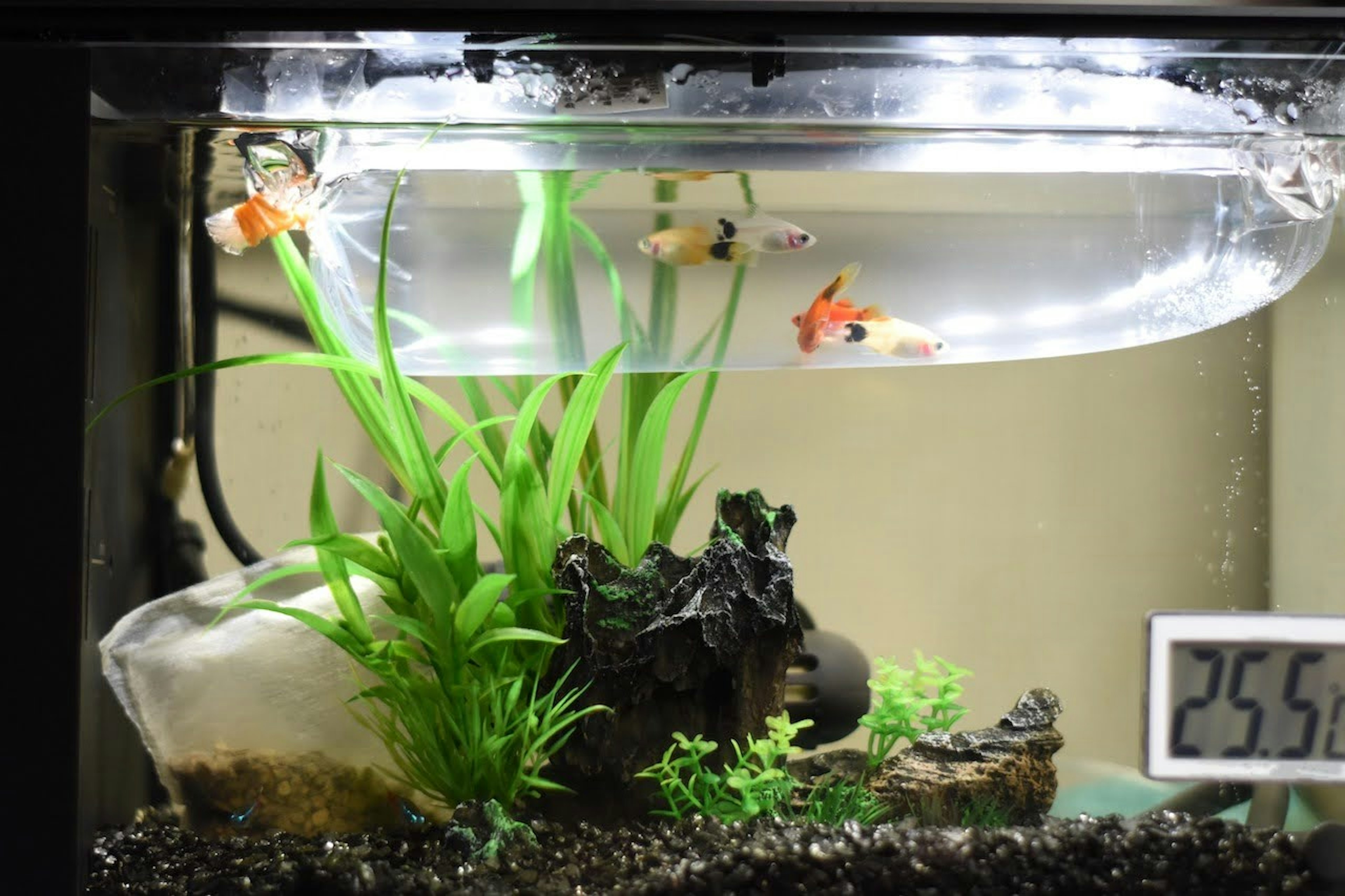 Peces pequeños nadando en un acuario con plantas acuáticas y rocas