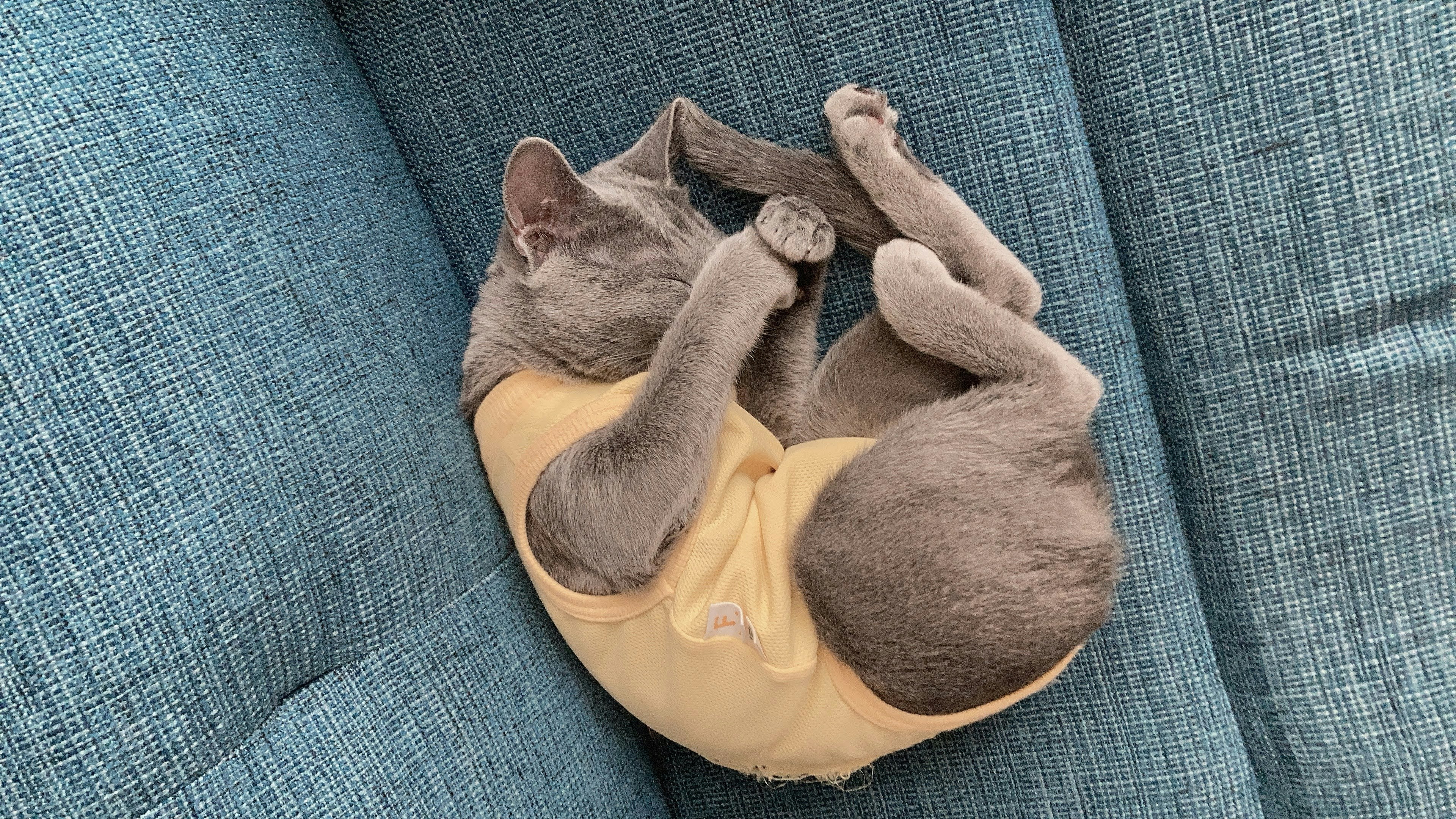 Chat gris enroulé dormant sur un canapé bleu