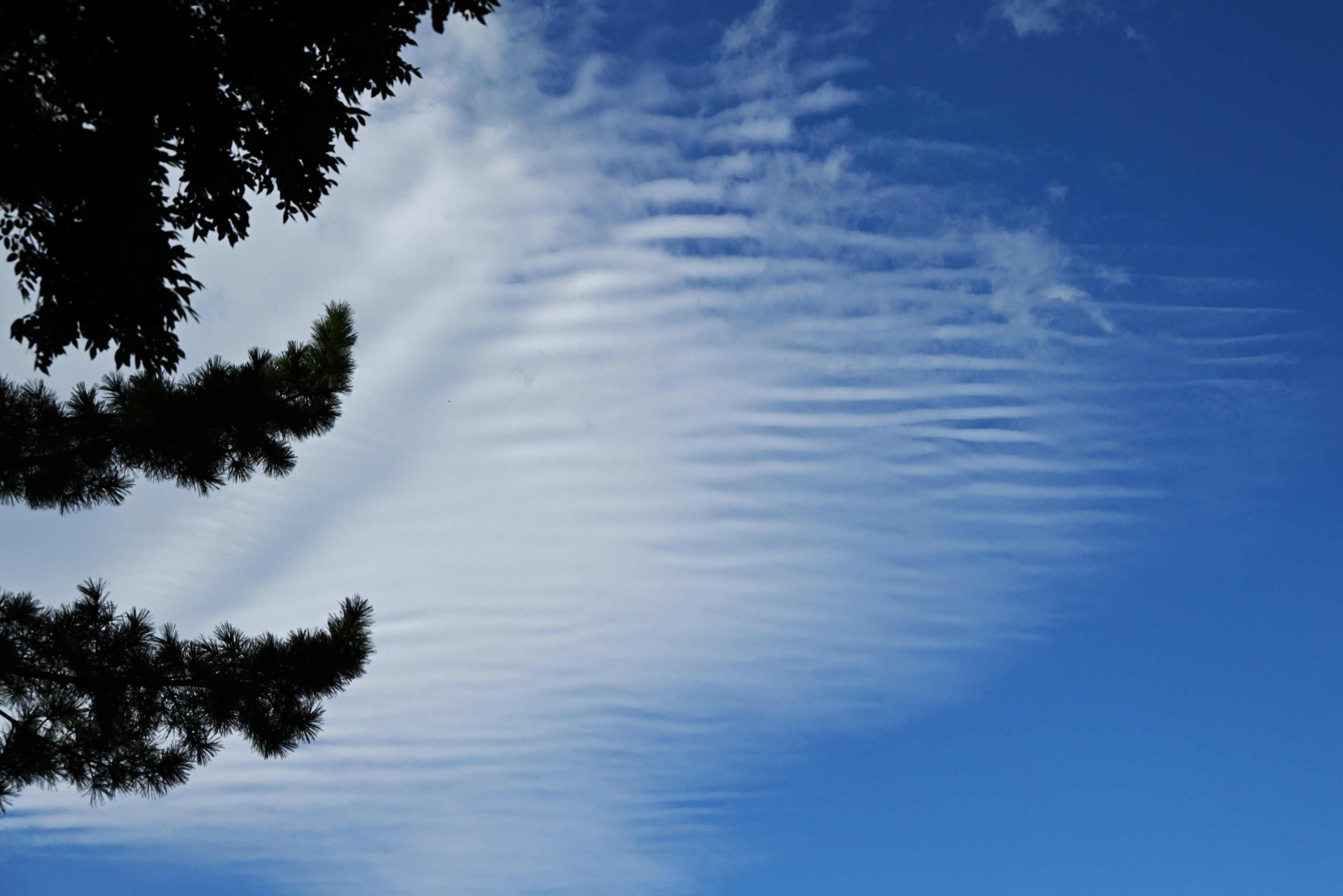 Nuvole ondulate nel cielo blu con silhouette di alberi