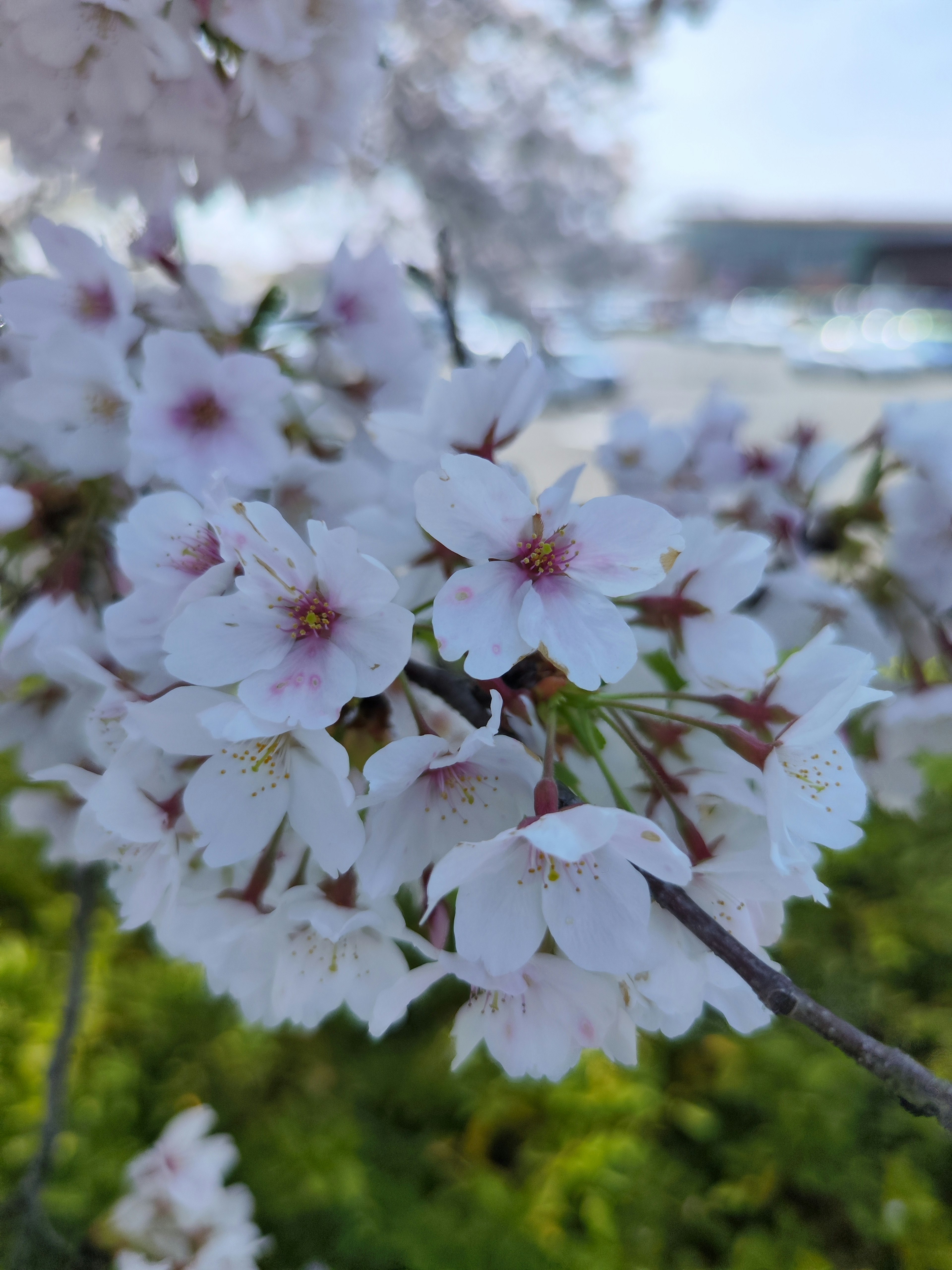 Close-up bunga sakura yang mekar di cabang