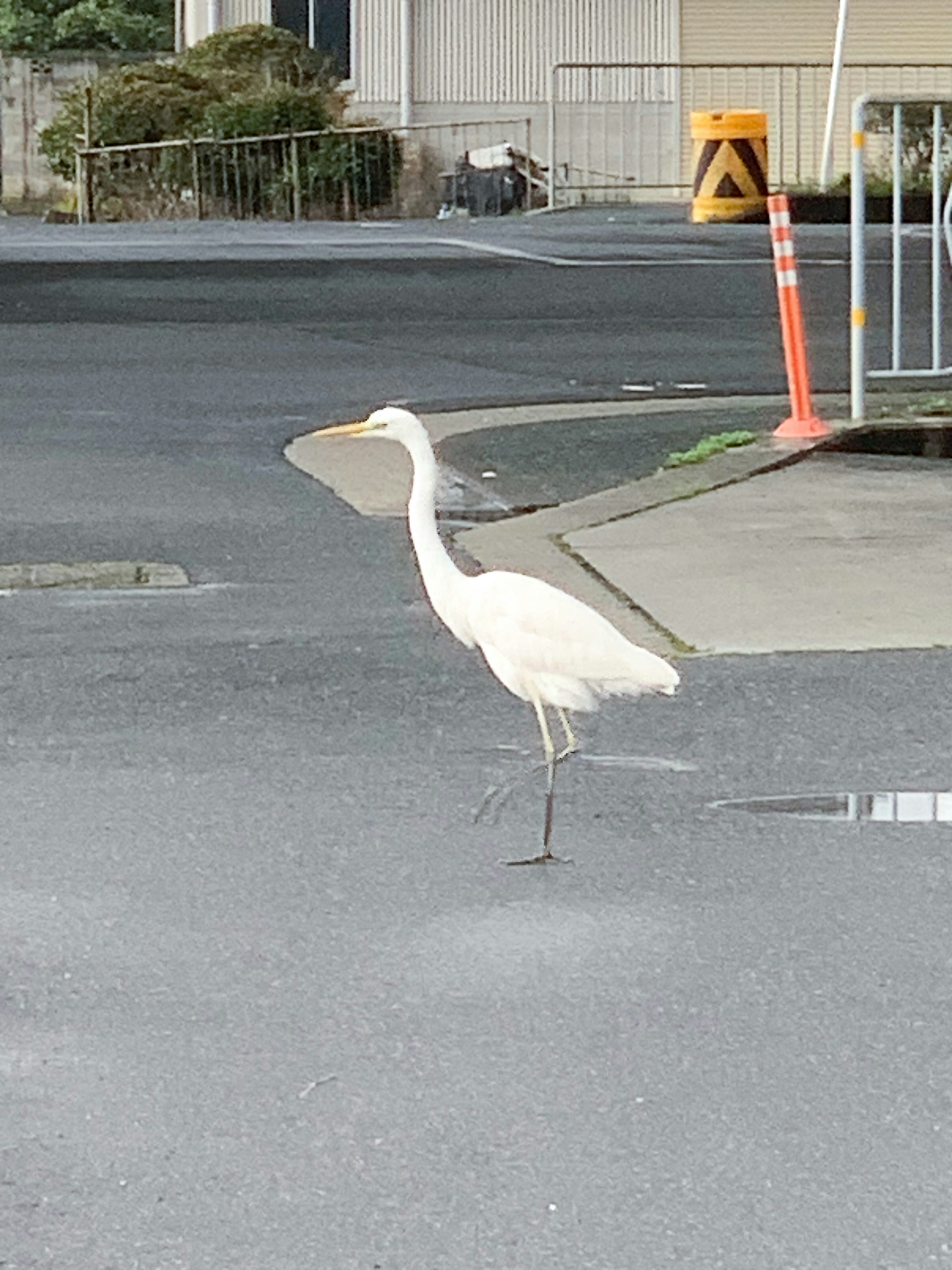 A white heron walking across the road