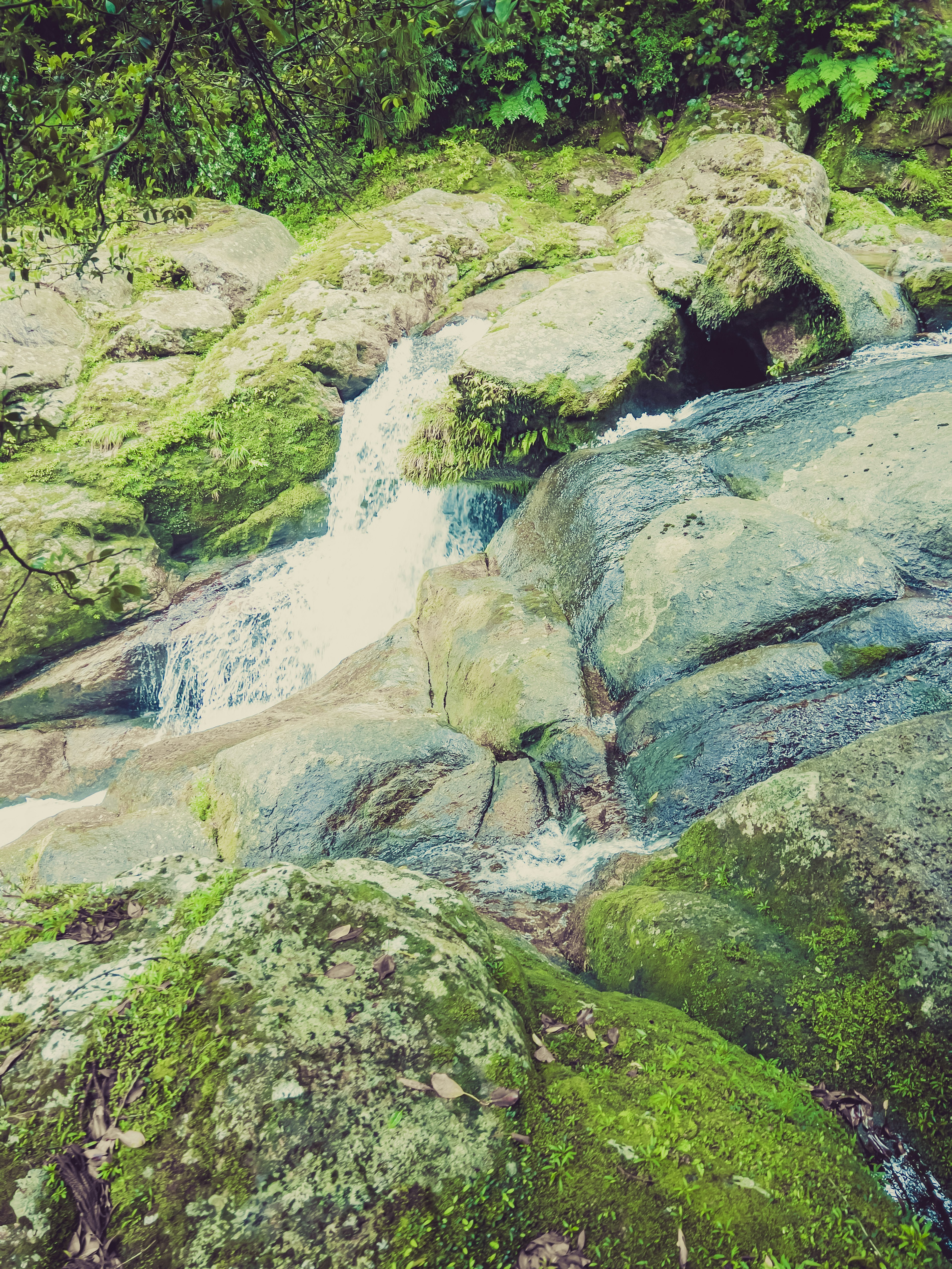 Malersicher Blick auf einen kleinen Bach, der zwischen moosbedeckten Felsen fließt