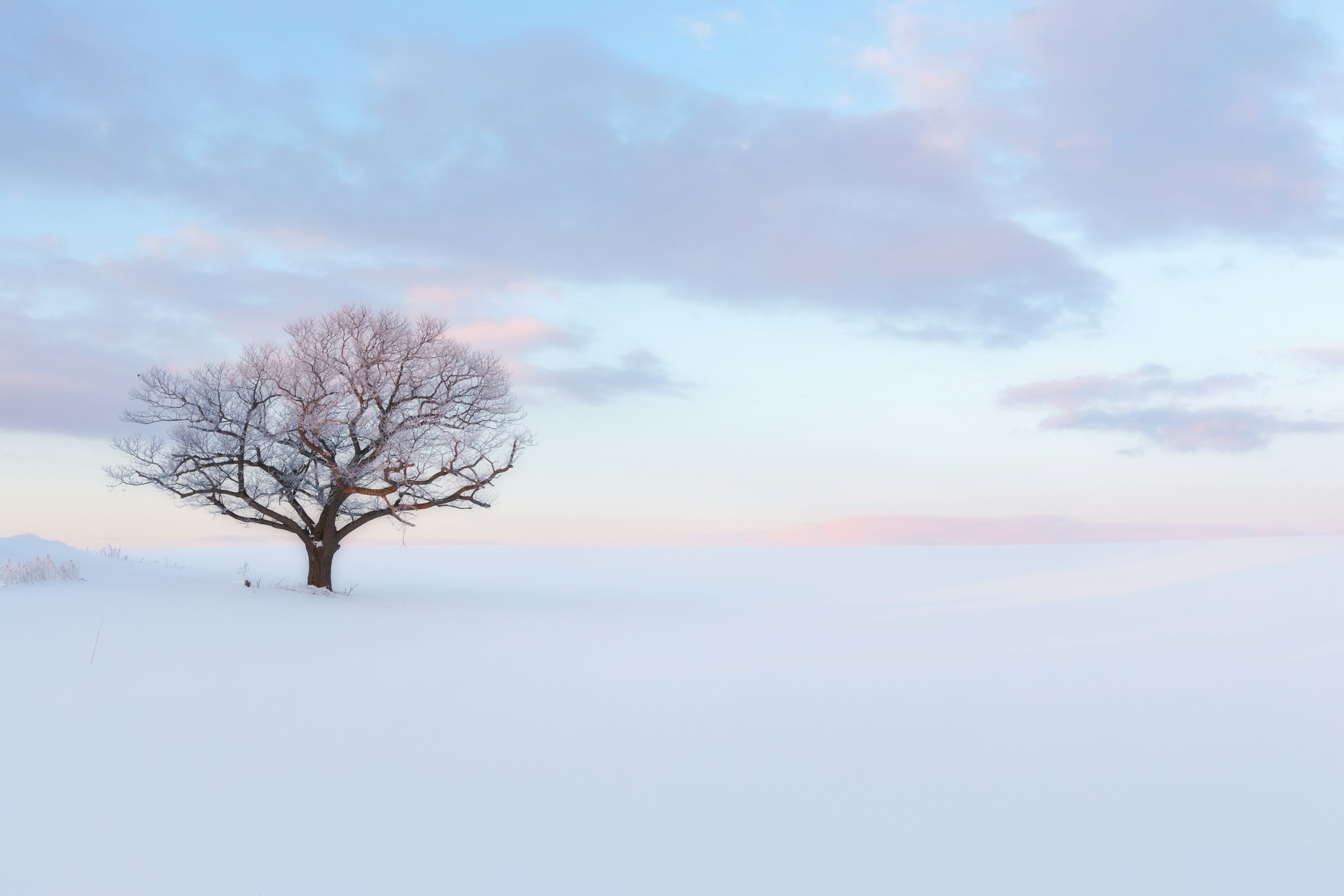 雪に覆われた風景の中に立つ孤独な木と淡い青色の空