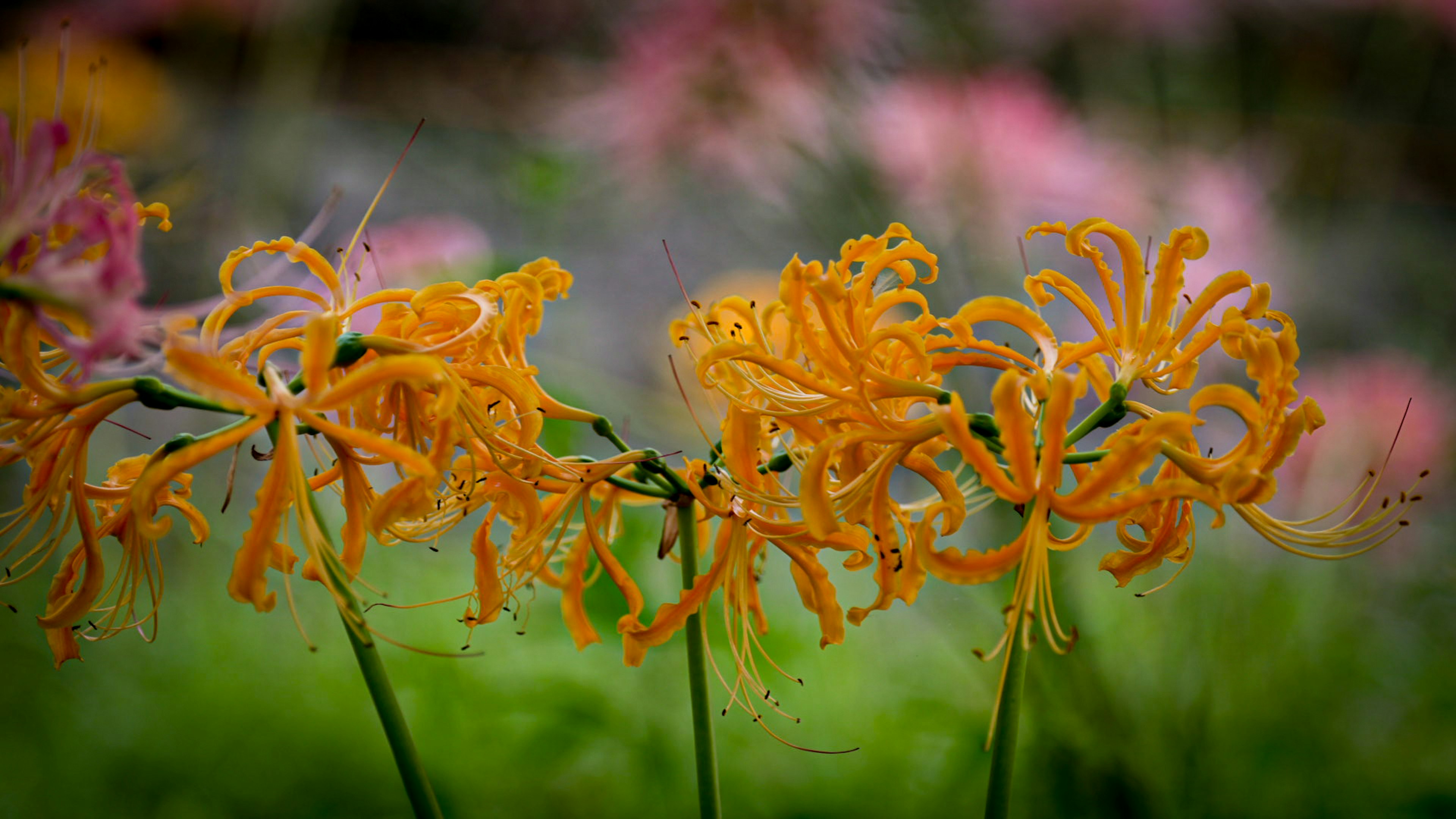 Fiori arancioni vivaci in un ambiente di giardino lussureggiante