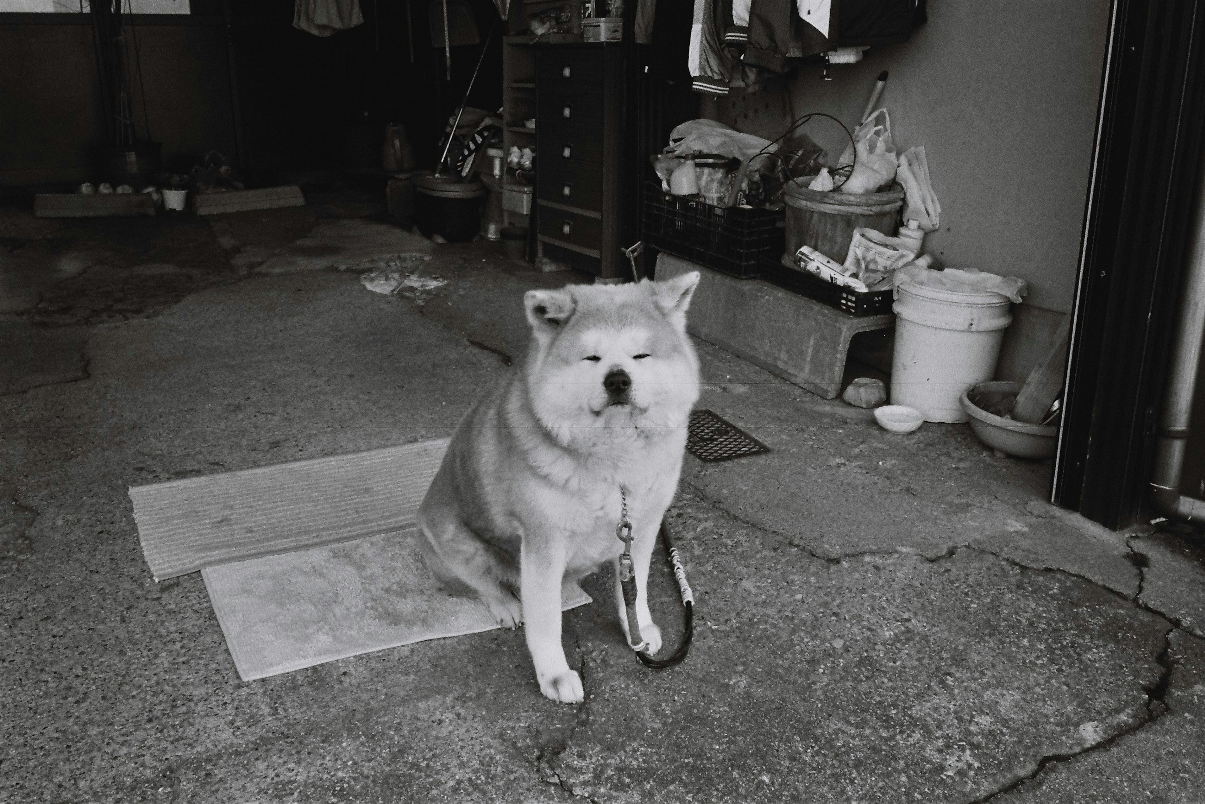 A Shiba Inu sitting on a mat in black and white