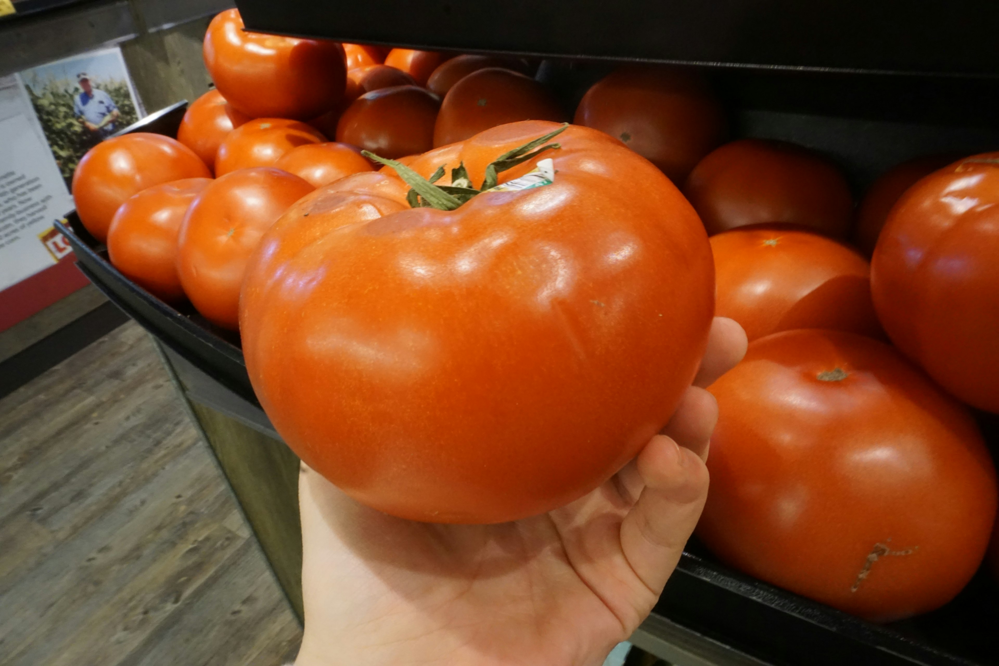 Un pomodoro fresco tenuto in mano