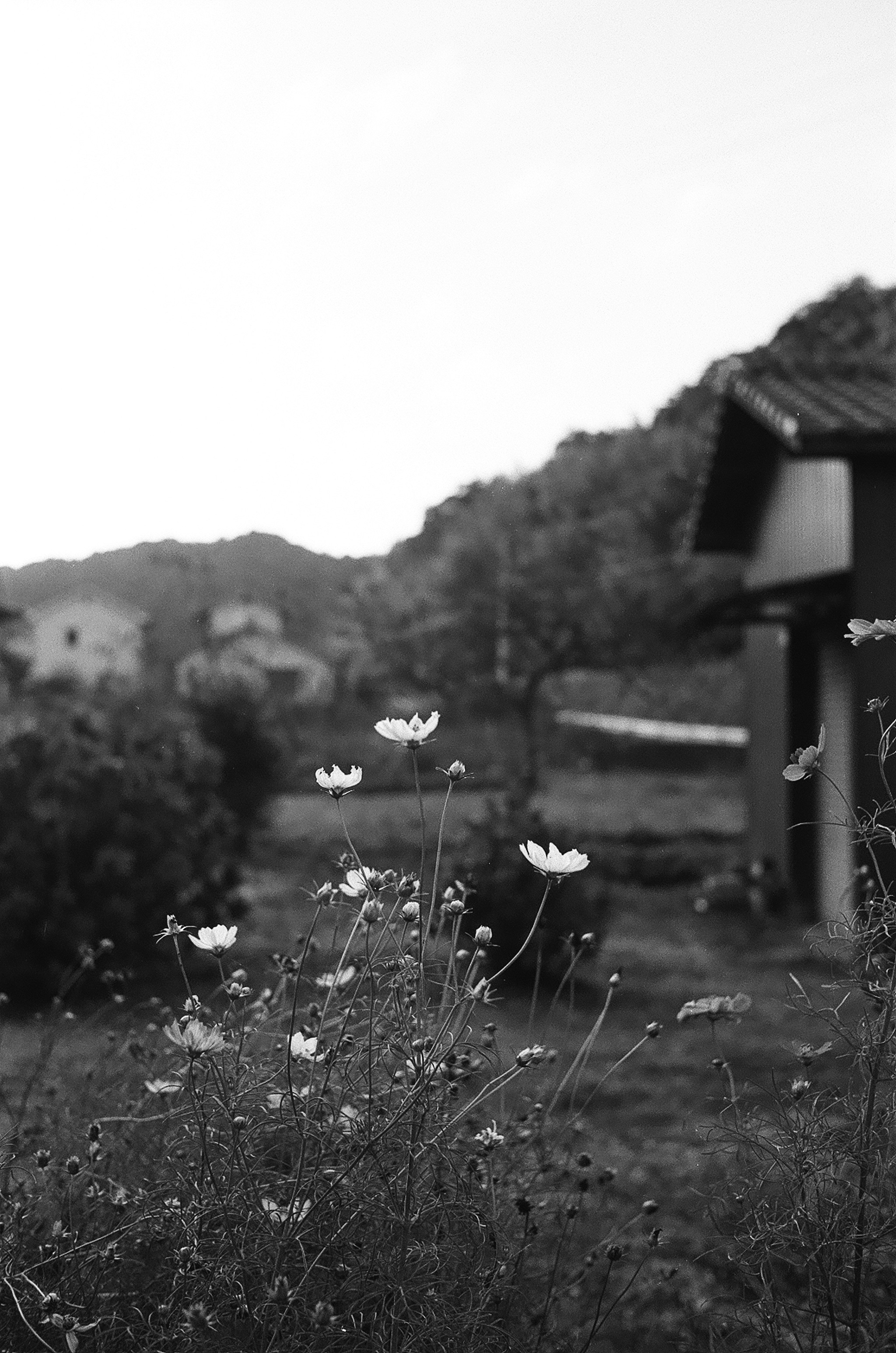 白黒の風景に咲く花々と遠くの山々