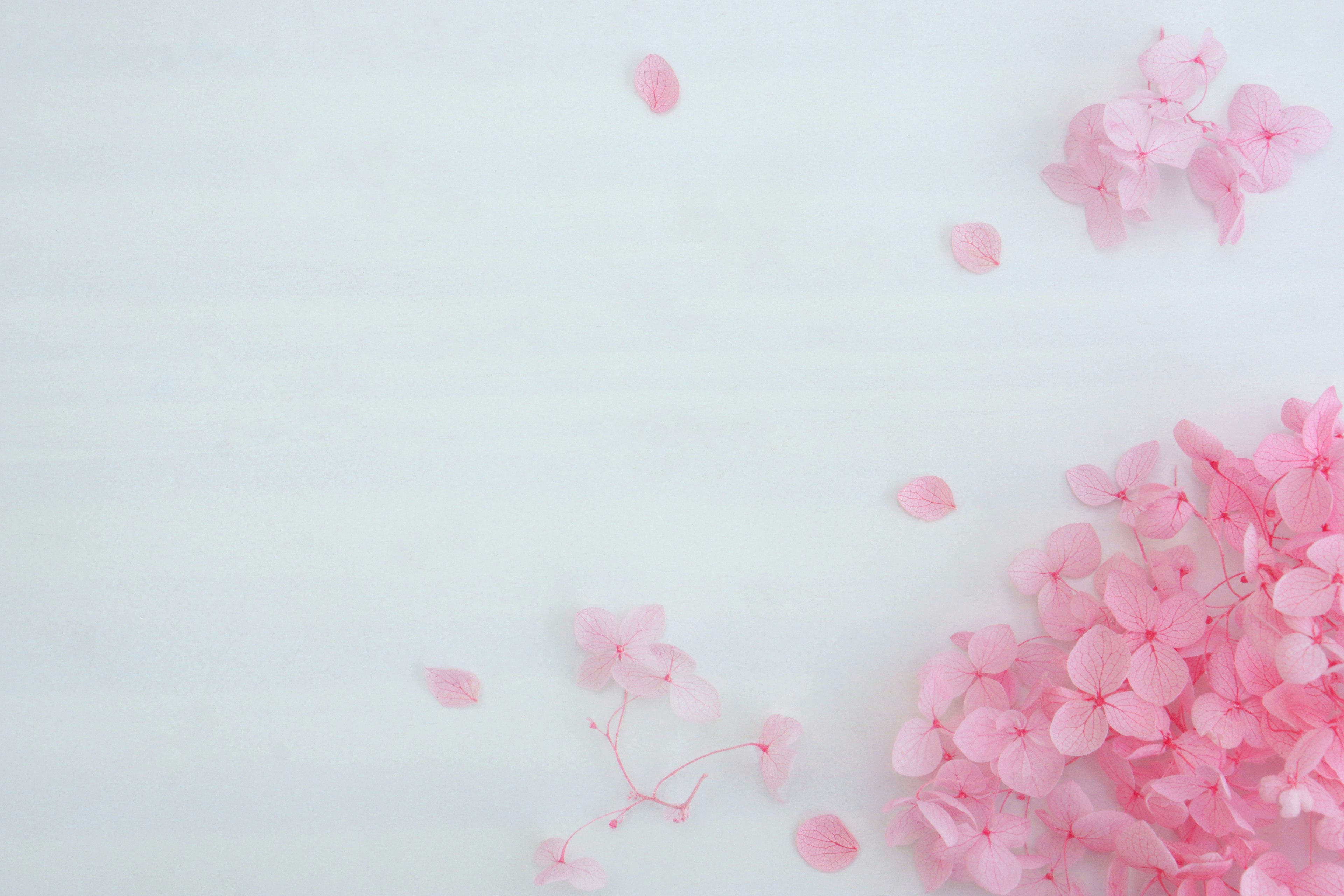 Close-up of scattered cherry blossom petals on a light background