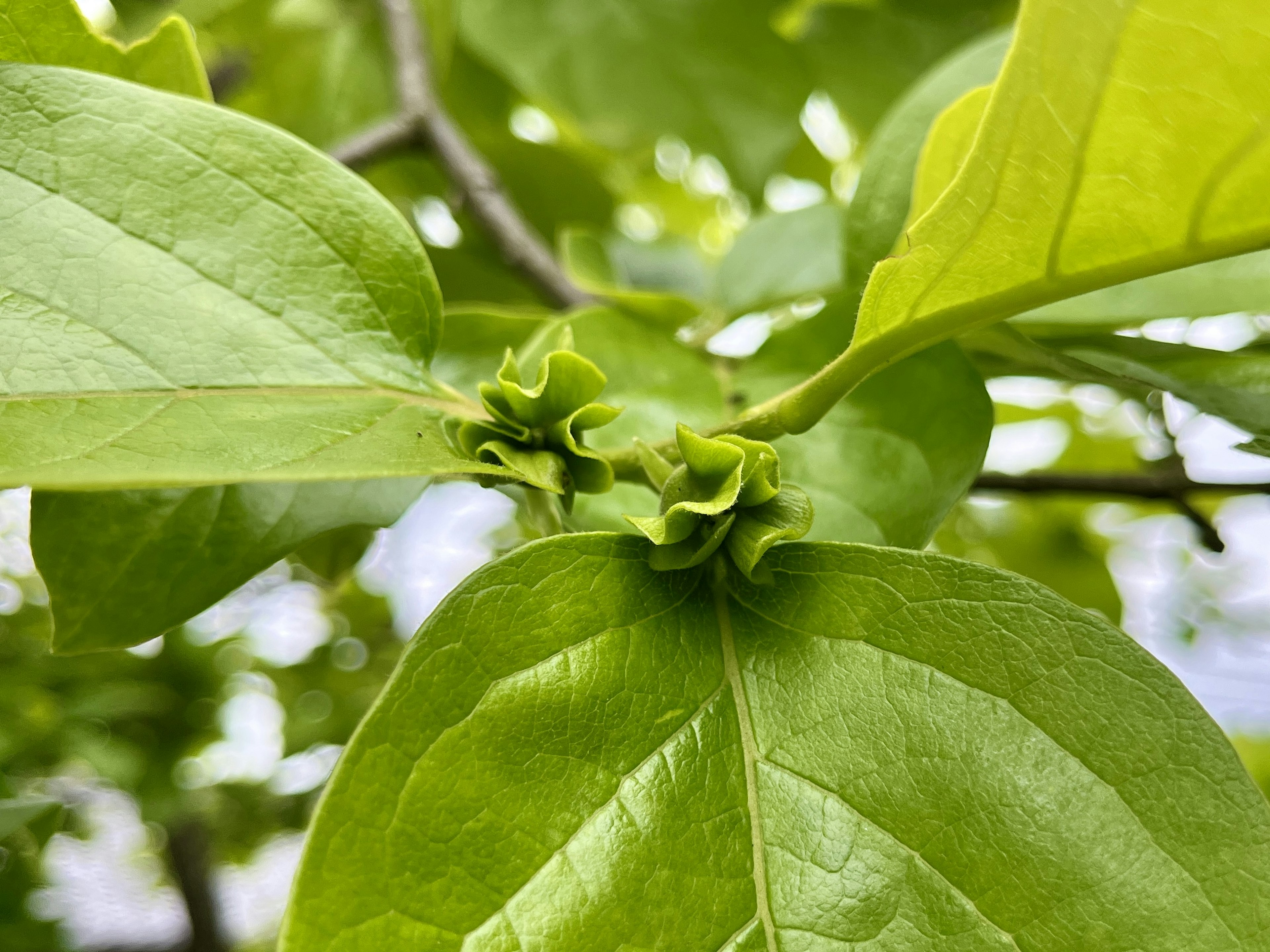 Close-up of vibrant green leaves and budding growth