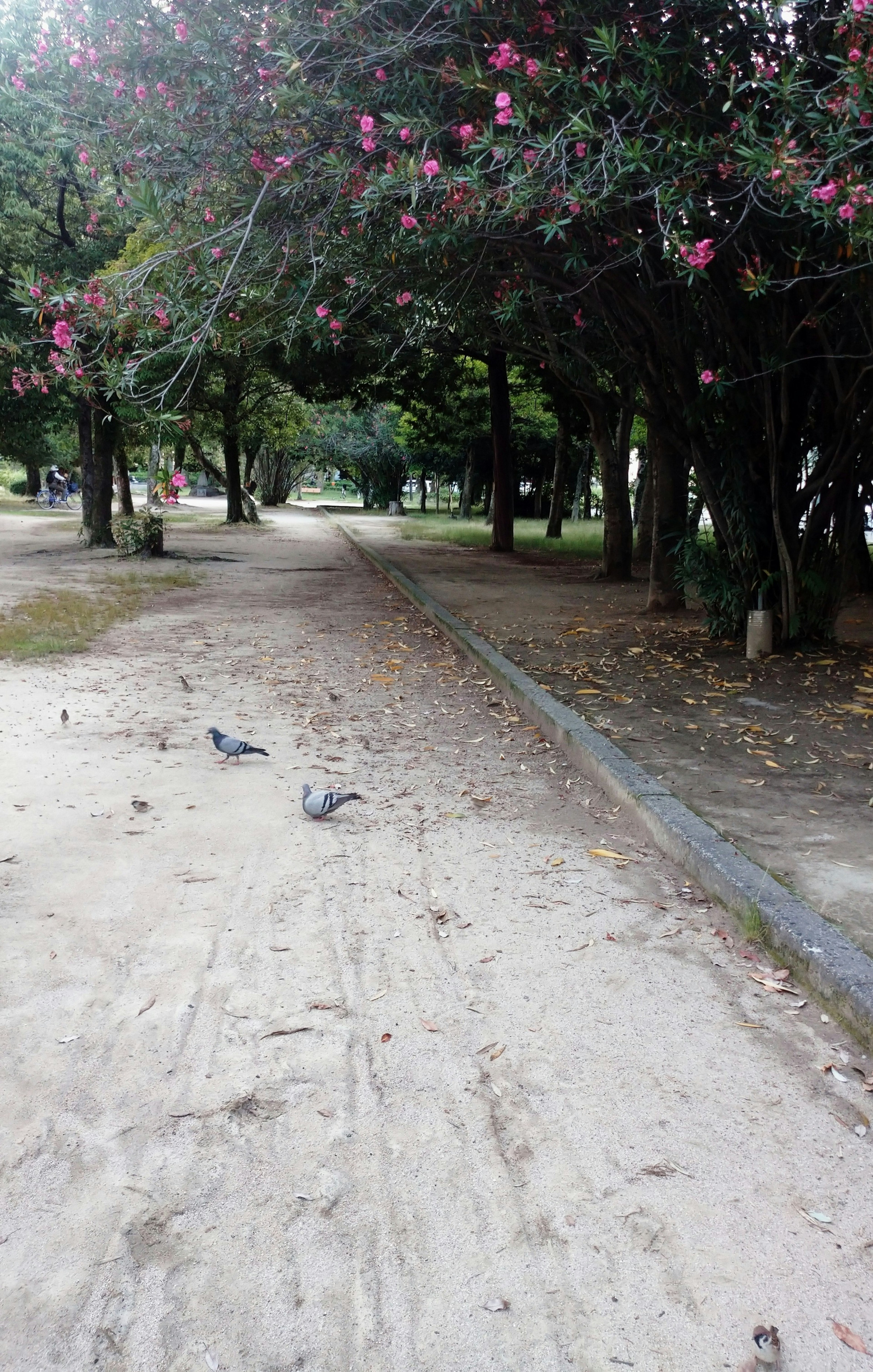 Pigeons on a sandy path in a park surrounded by flowering trees