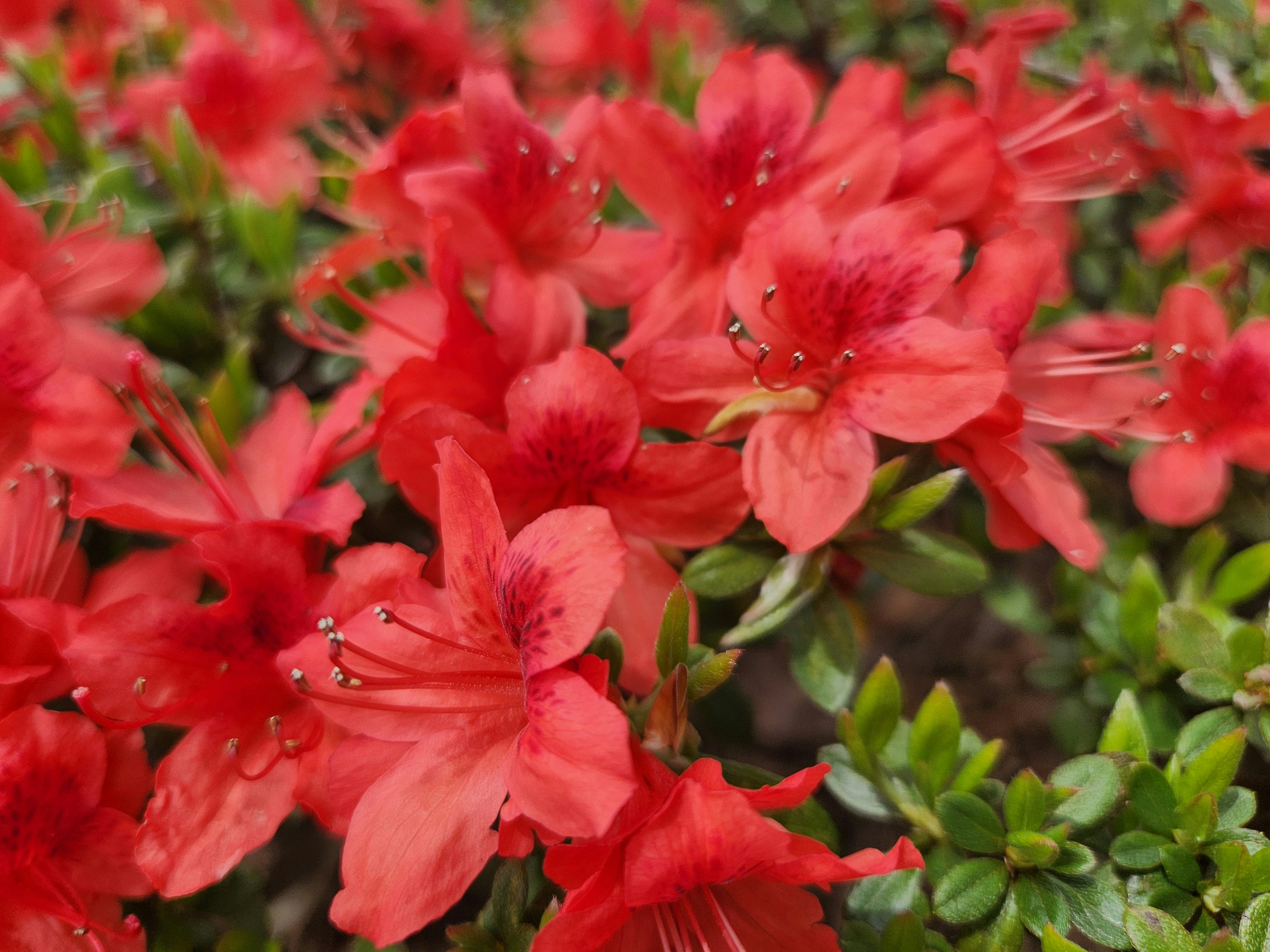 Bunga azalea merah cerah yang sedang mekar