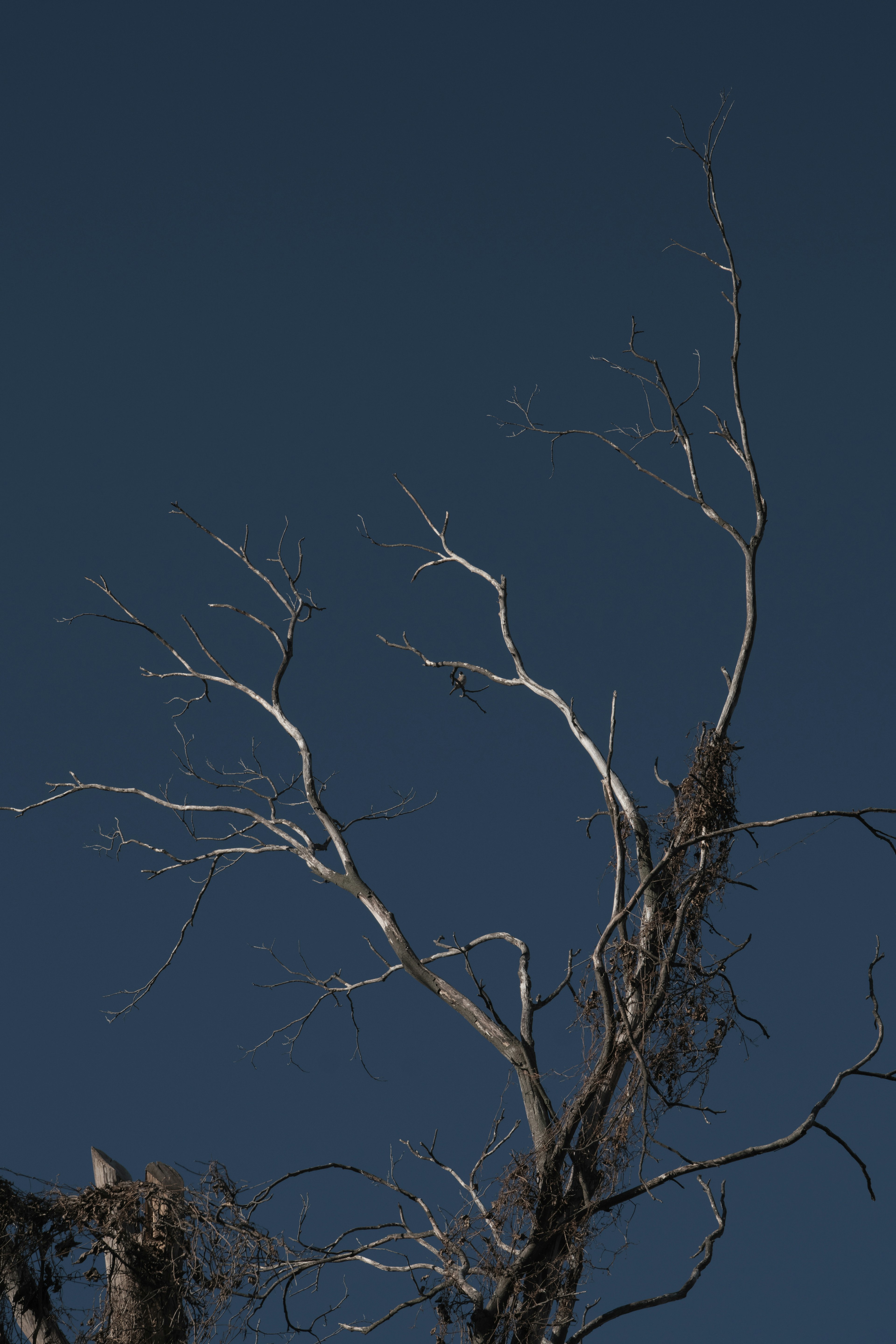 Una foto de ramas secas de árbol contra un cielo azul