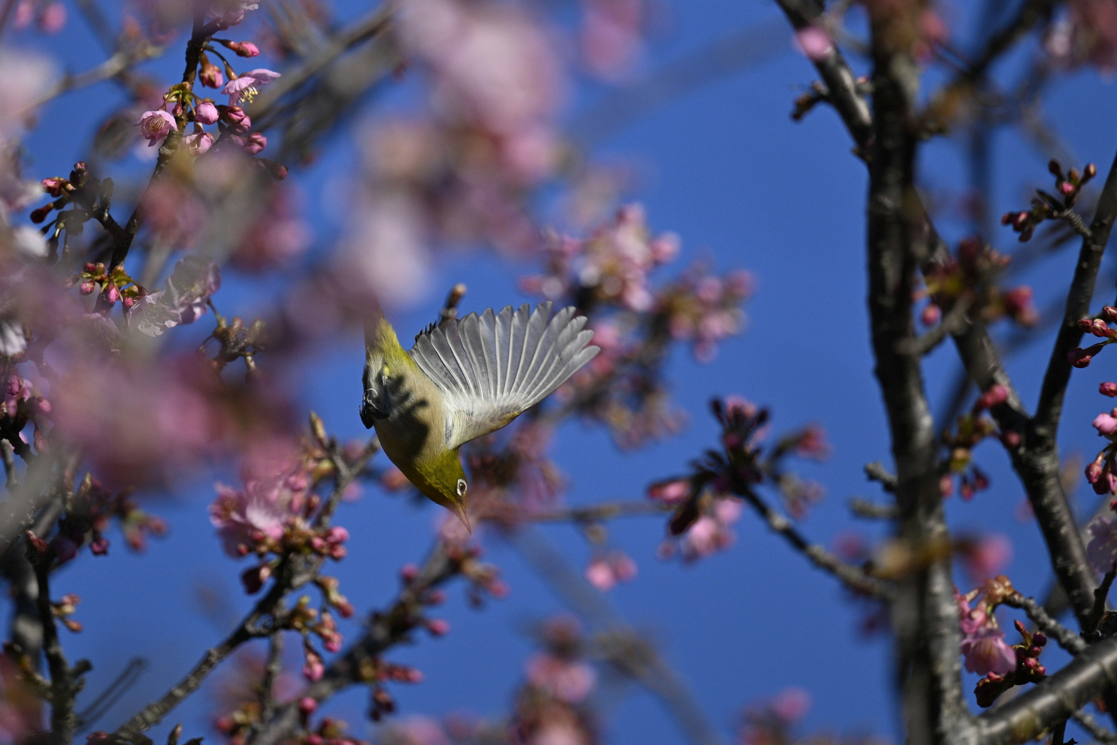 桜の花の中で飛んでいる小鳥の鮮やかな姿