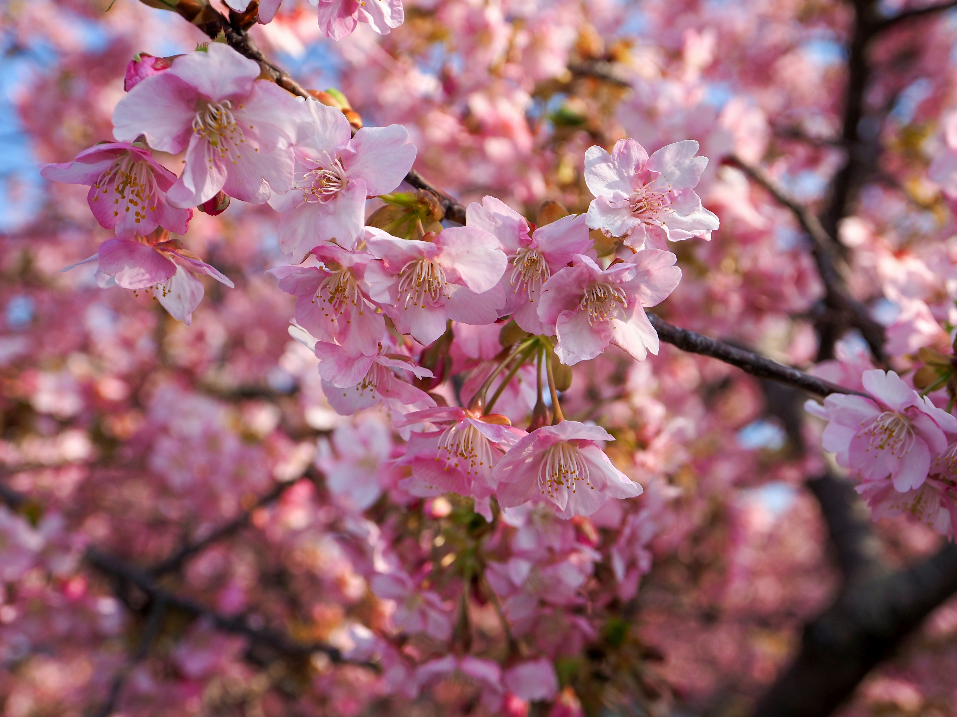 Close-up of cherry blossom flowers on a branch