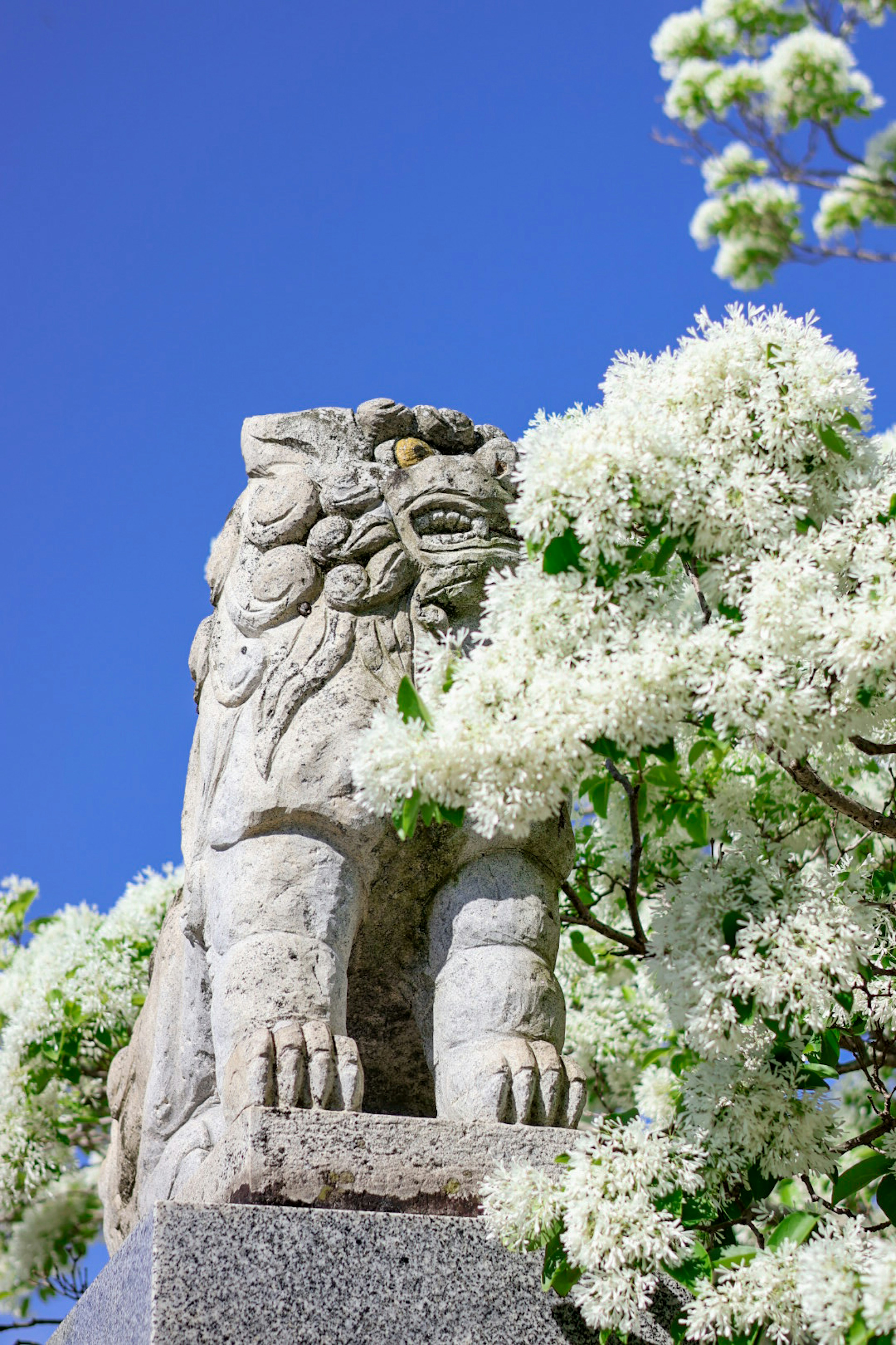 Stone lion statue surrounded by white flowers under a blue sky