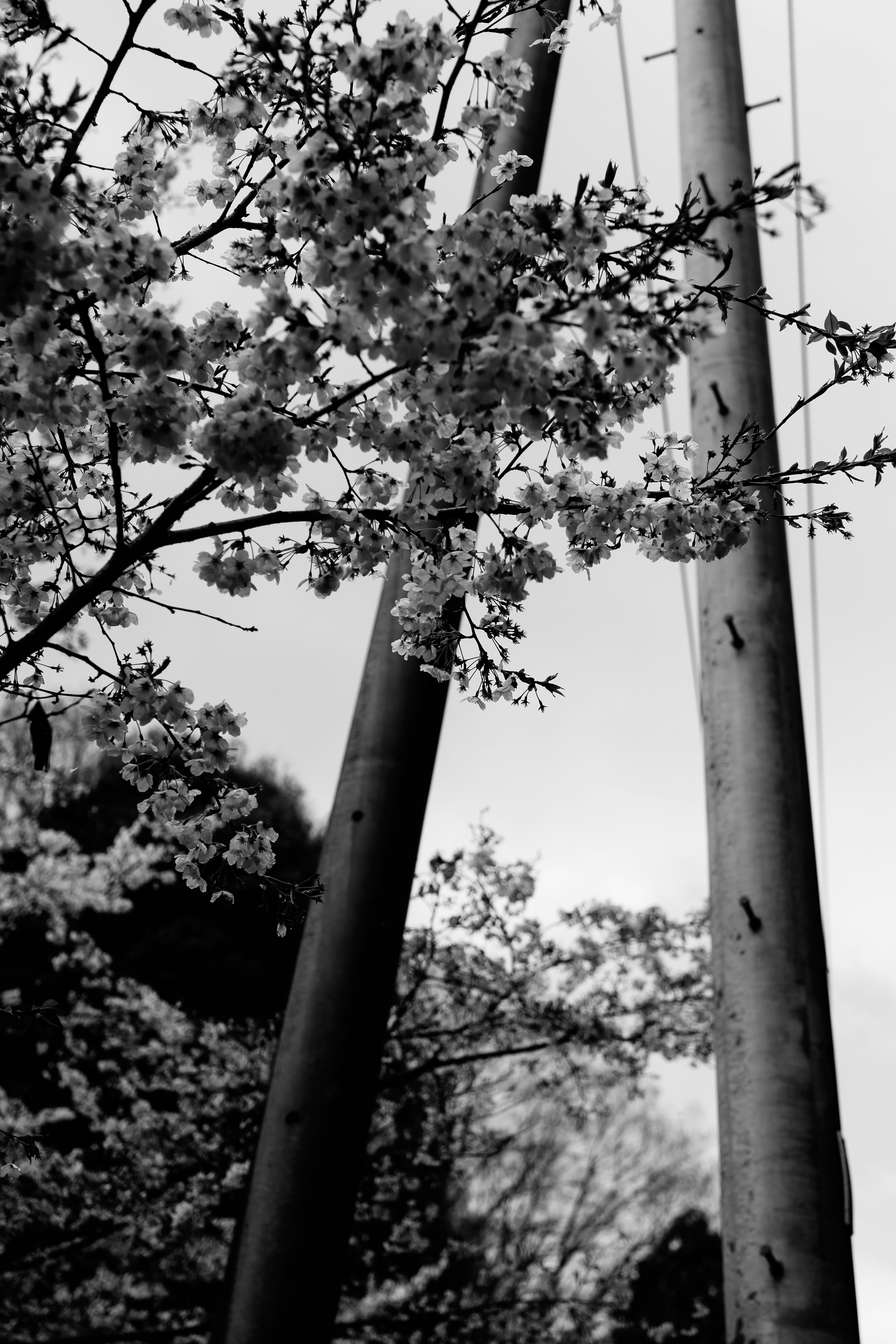 Escena en blanco y negro de flores de cerezo y postes eléctricos