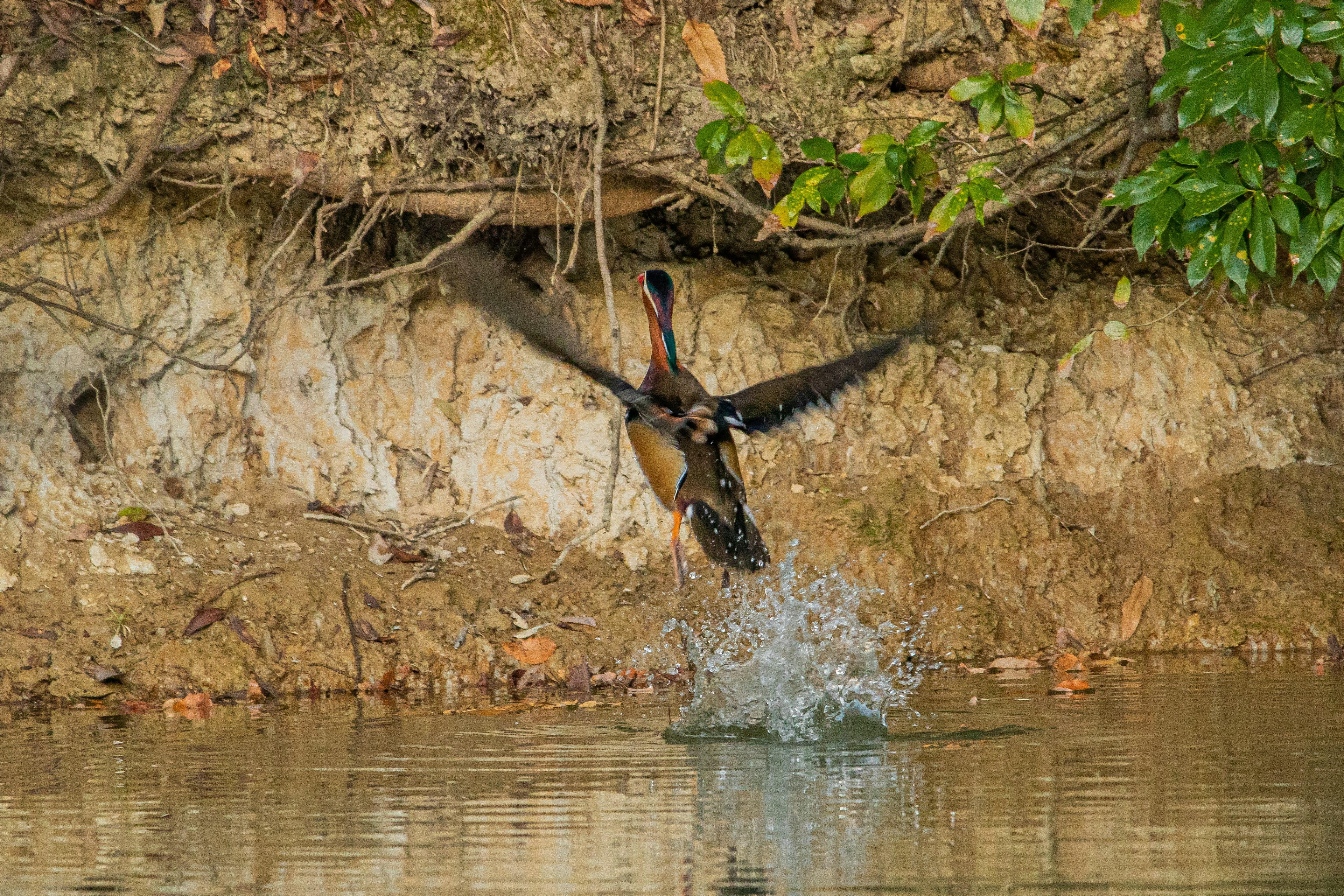 Un oiseau s'envolant de la surface de l'eau