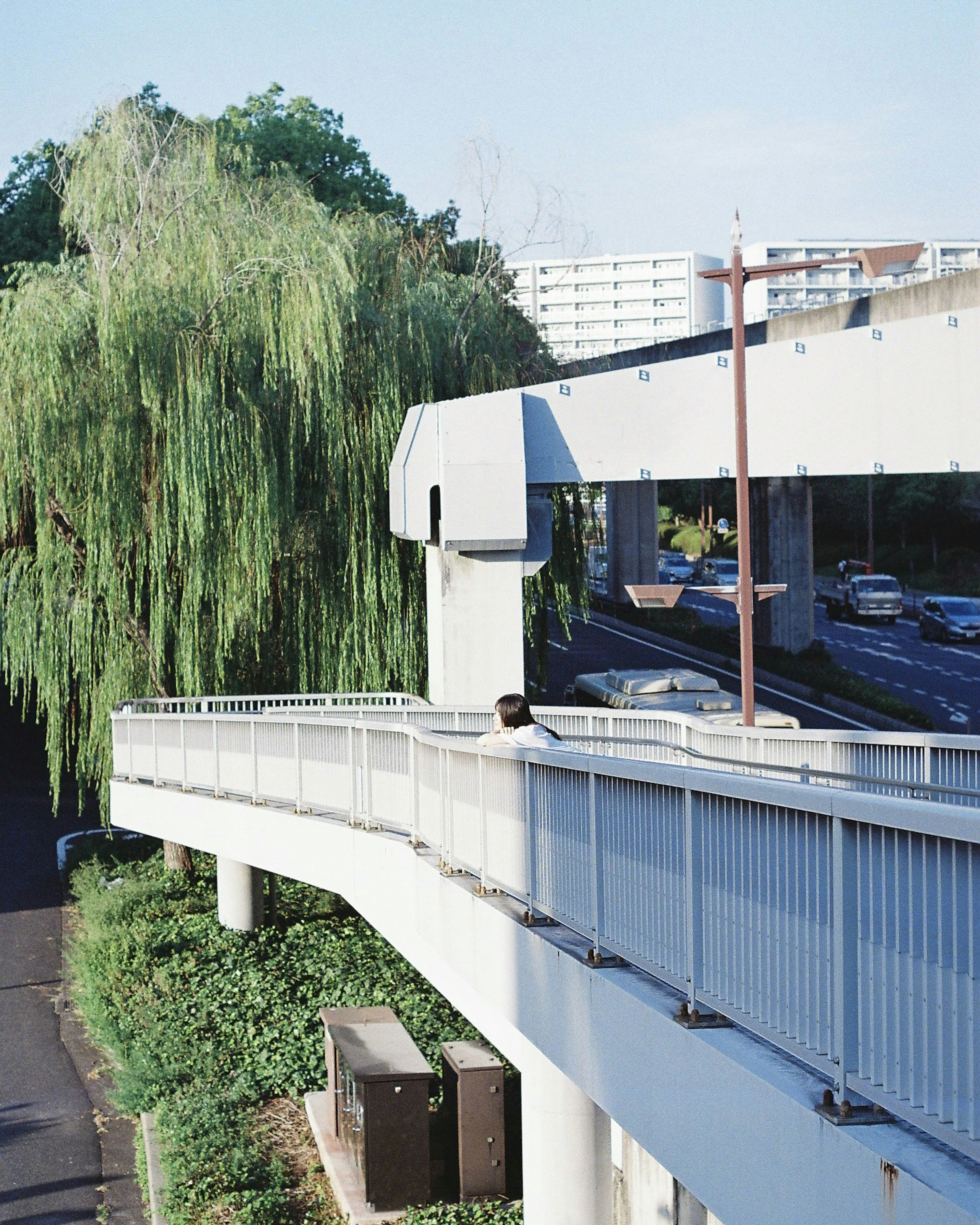 高架道路と緑の柳の木が見える風景