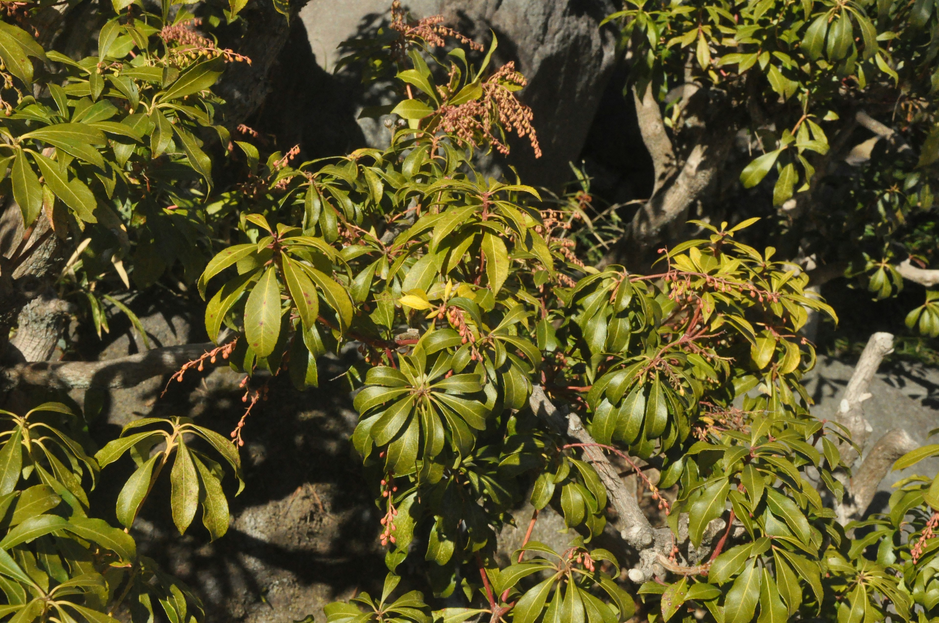 Close-up of a plant with abundant green leaves and fruits