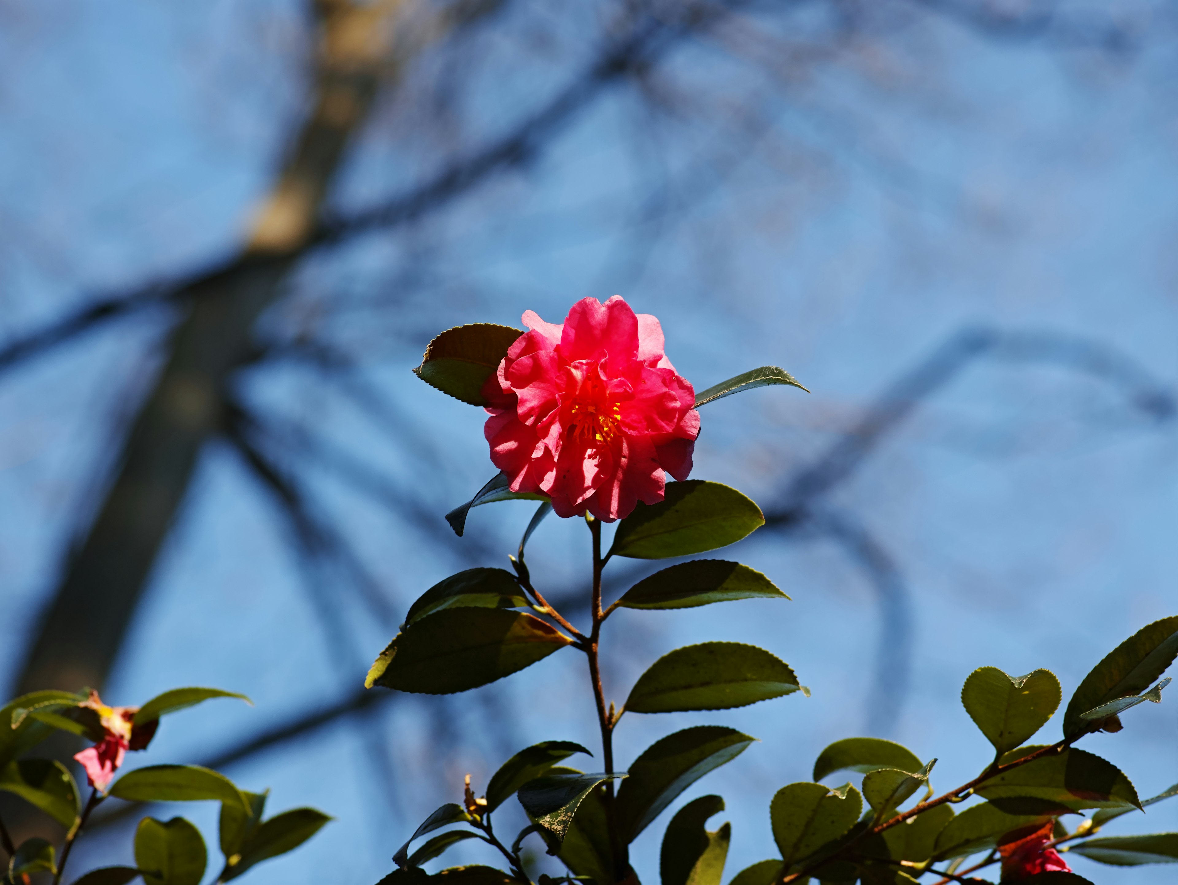 Fleur rose vive contre un ciel bleu clair avec des feuilles vertes