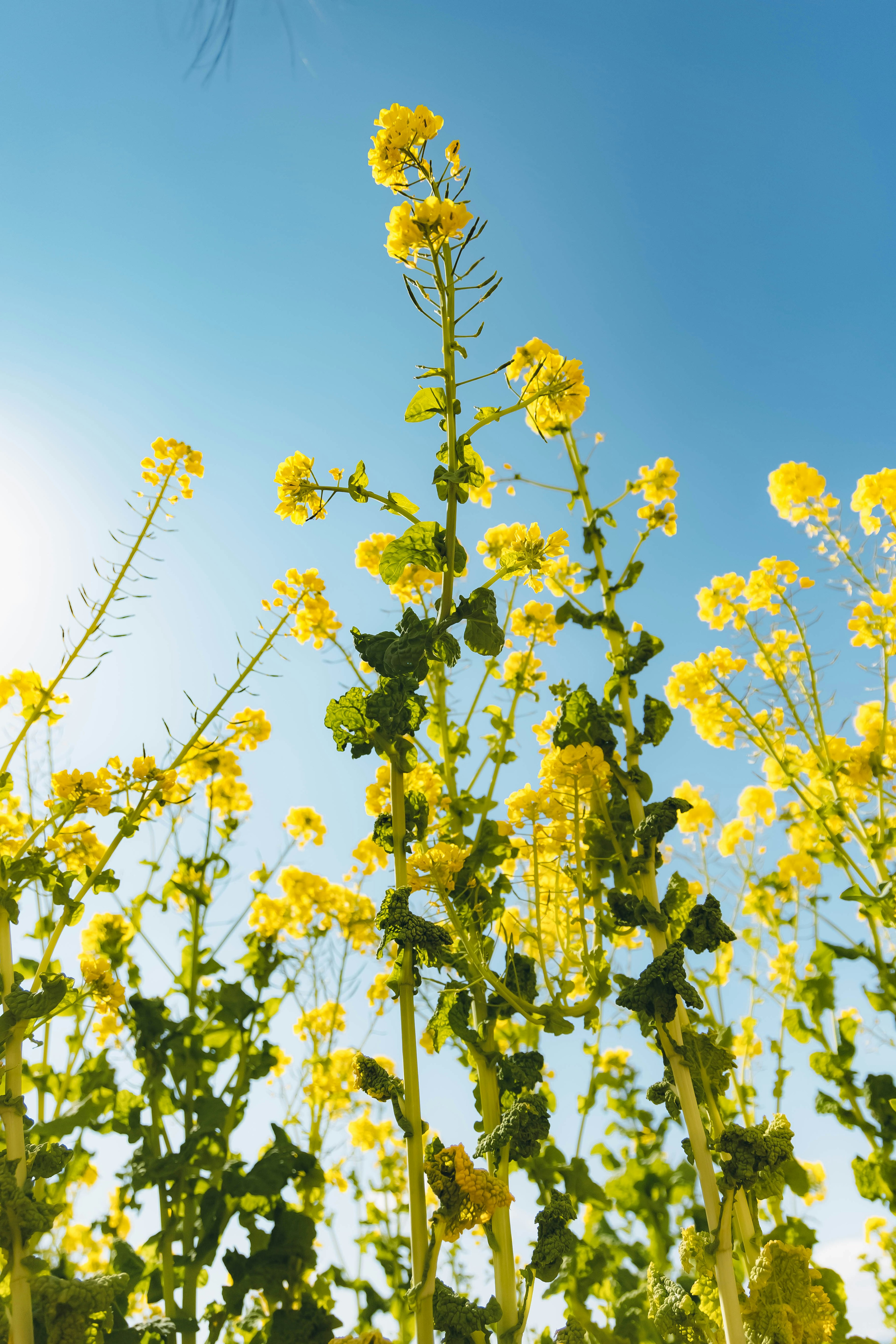 Helle gelbe Blumen, die unter einem klaren blauen Himmel emporragen