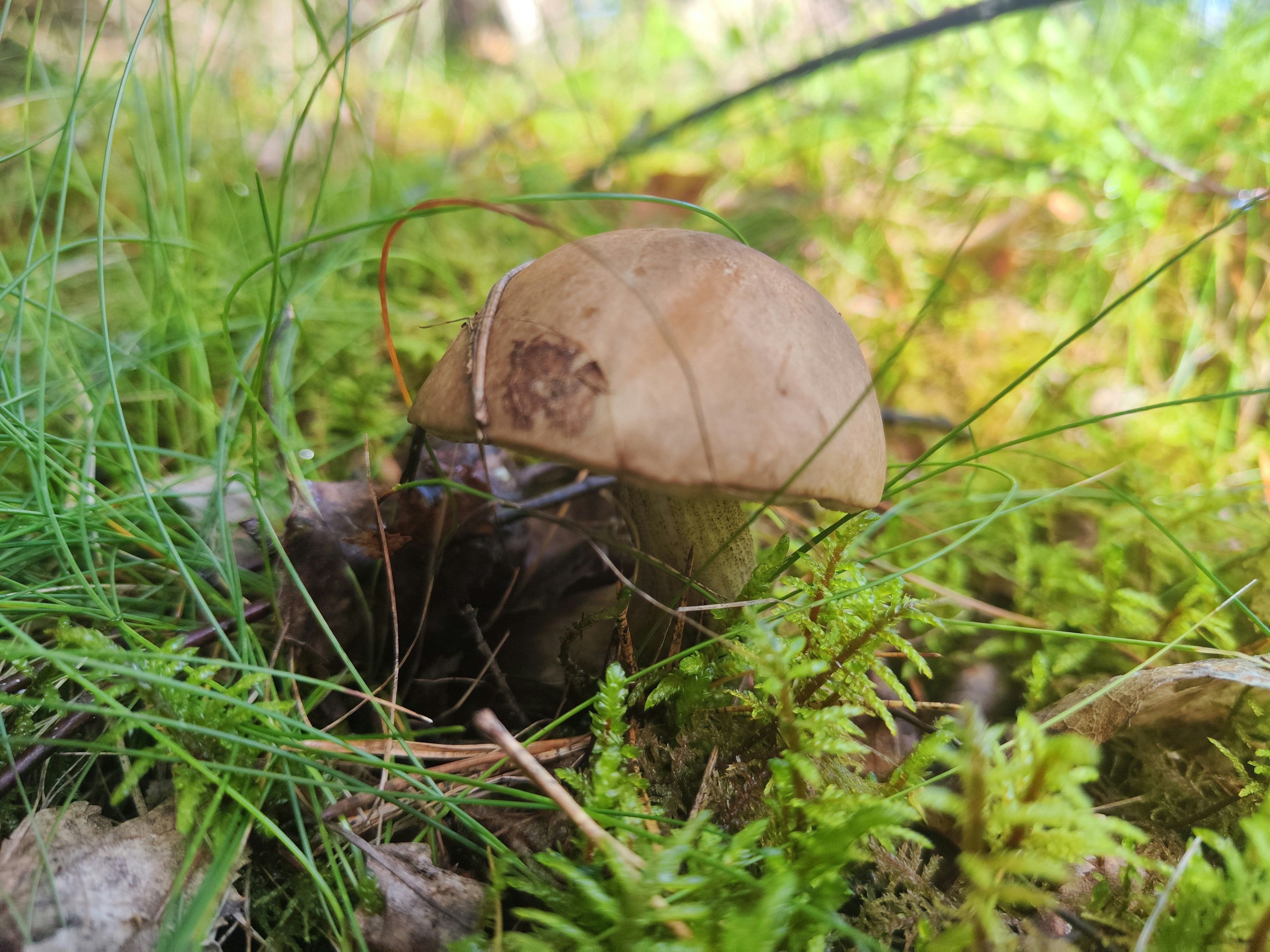 Brown mushroom growing on the ground among green grass