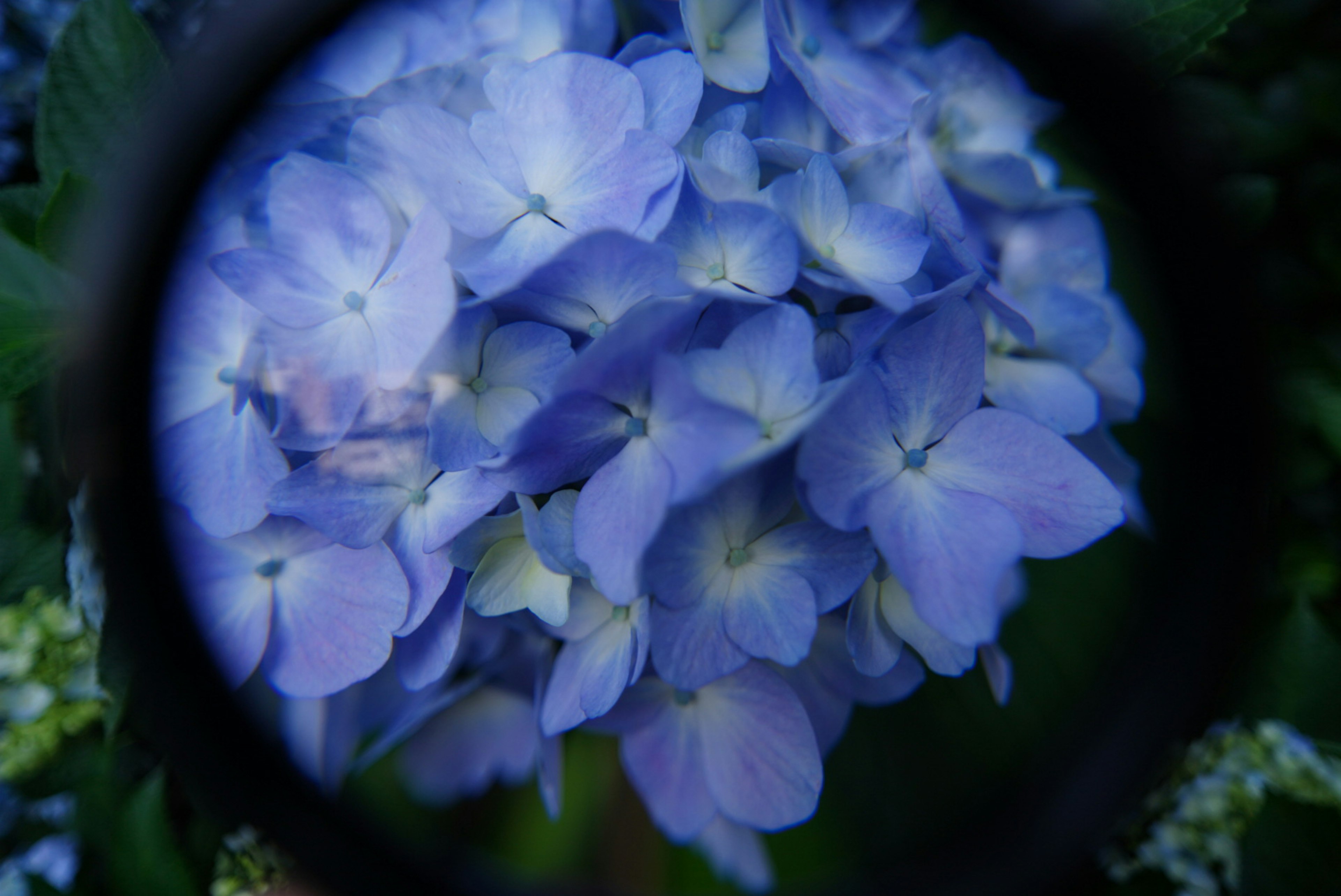 Vista en primer plano de flores de hortensia azules a través de una lupa