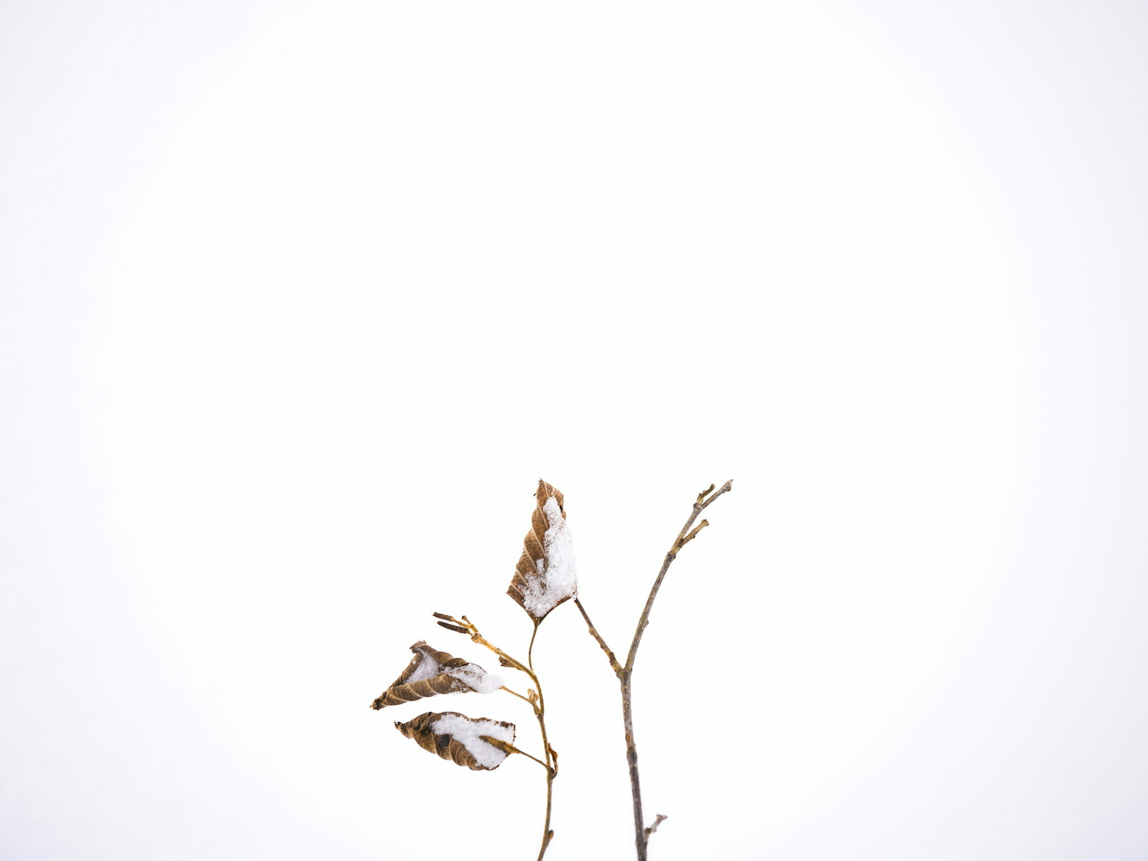 Une branche avec des feuilles recouvertes de neige sur un fond blanc