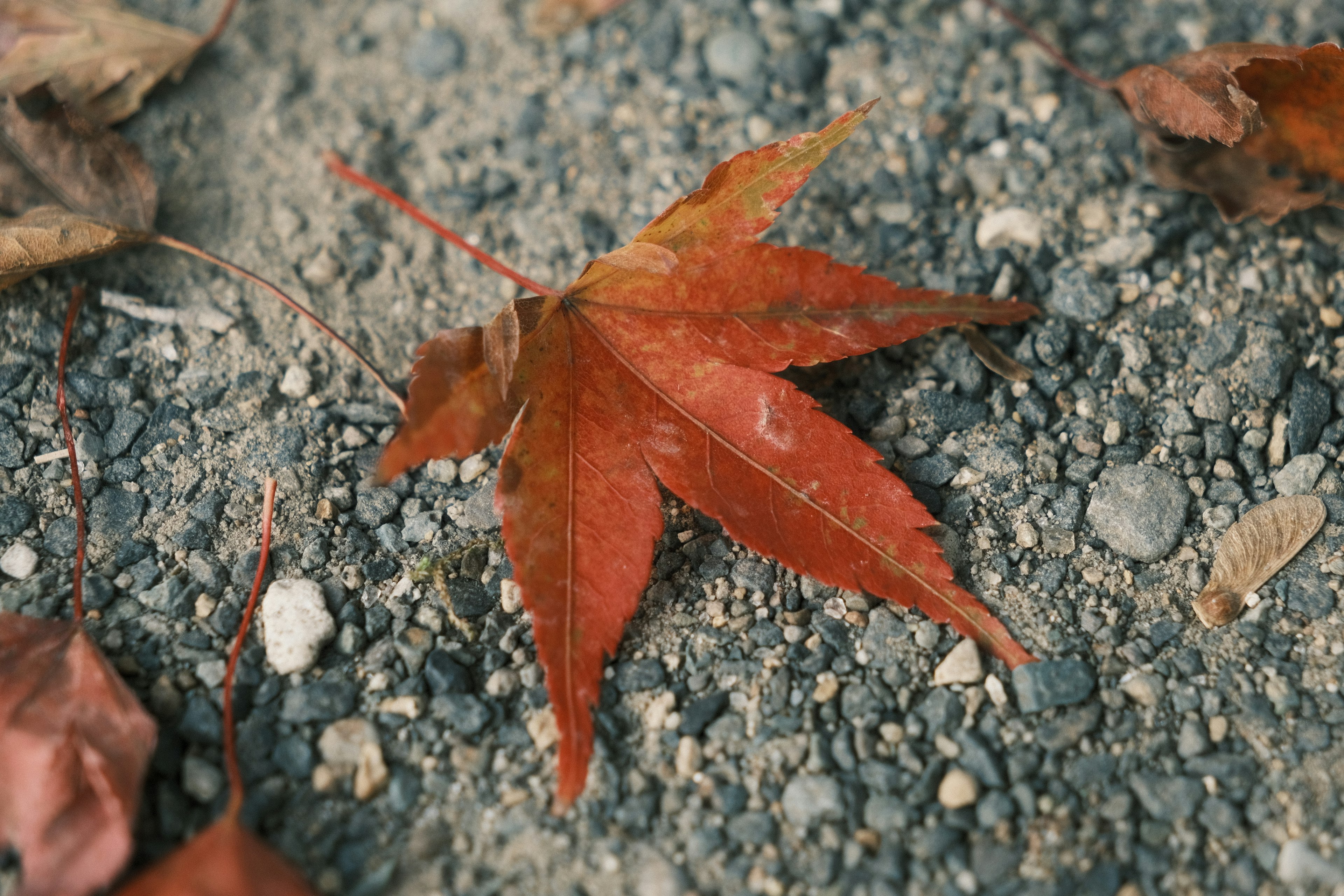 赤いカエデの葉が地面に落ちている